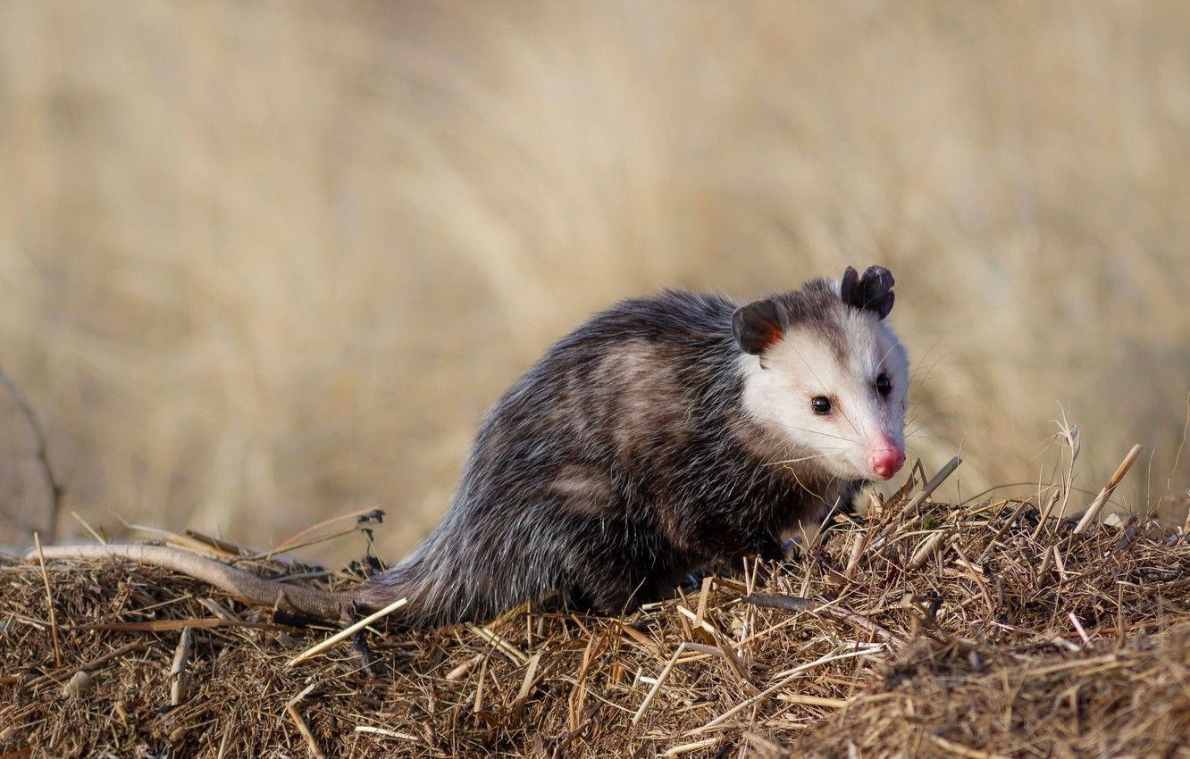 Wallpaper look, face, background, hay, straw, animal, possum image for desktop, section животные