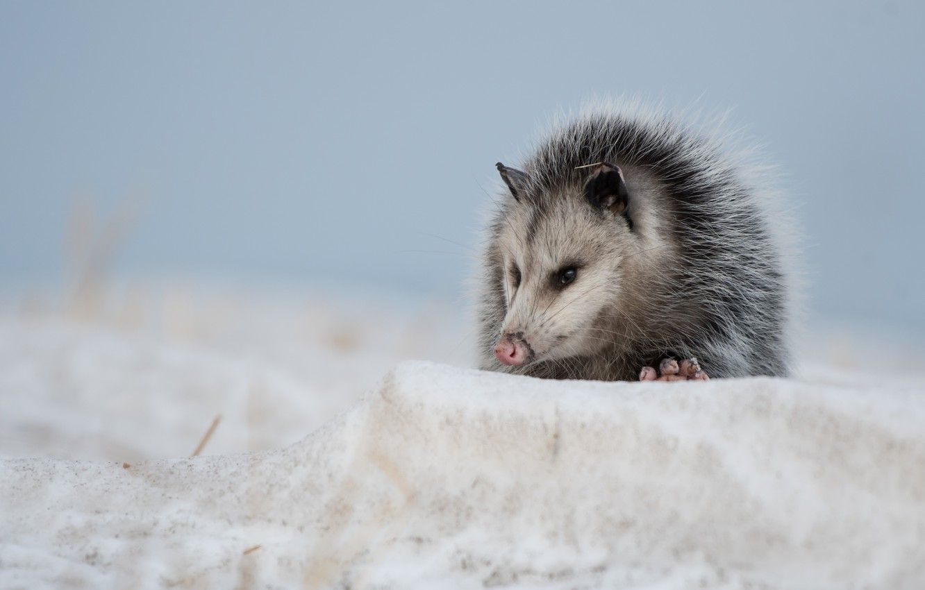 Wallpaper snow, marsupials, Possum image for desktop, section животные