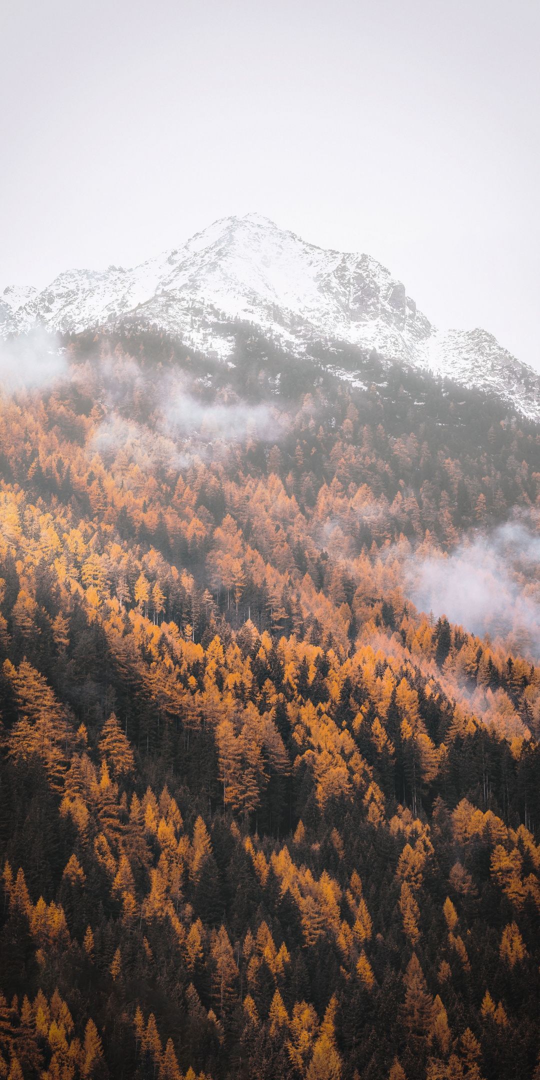Autumn, forest, tree, yellow, mountains, 1080x2160 wallpaper. Fall wallpaper, Mountains aesthetic, Autumn forest