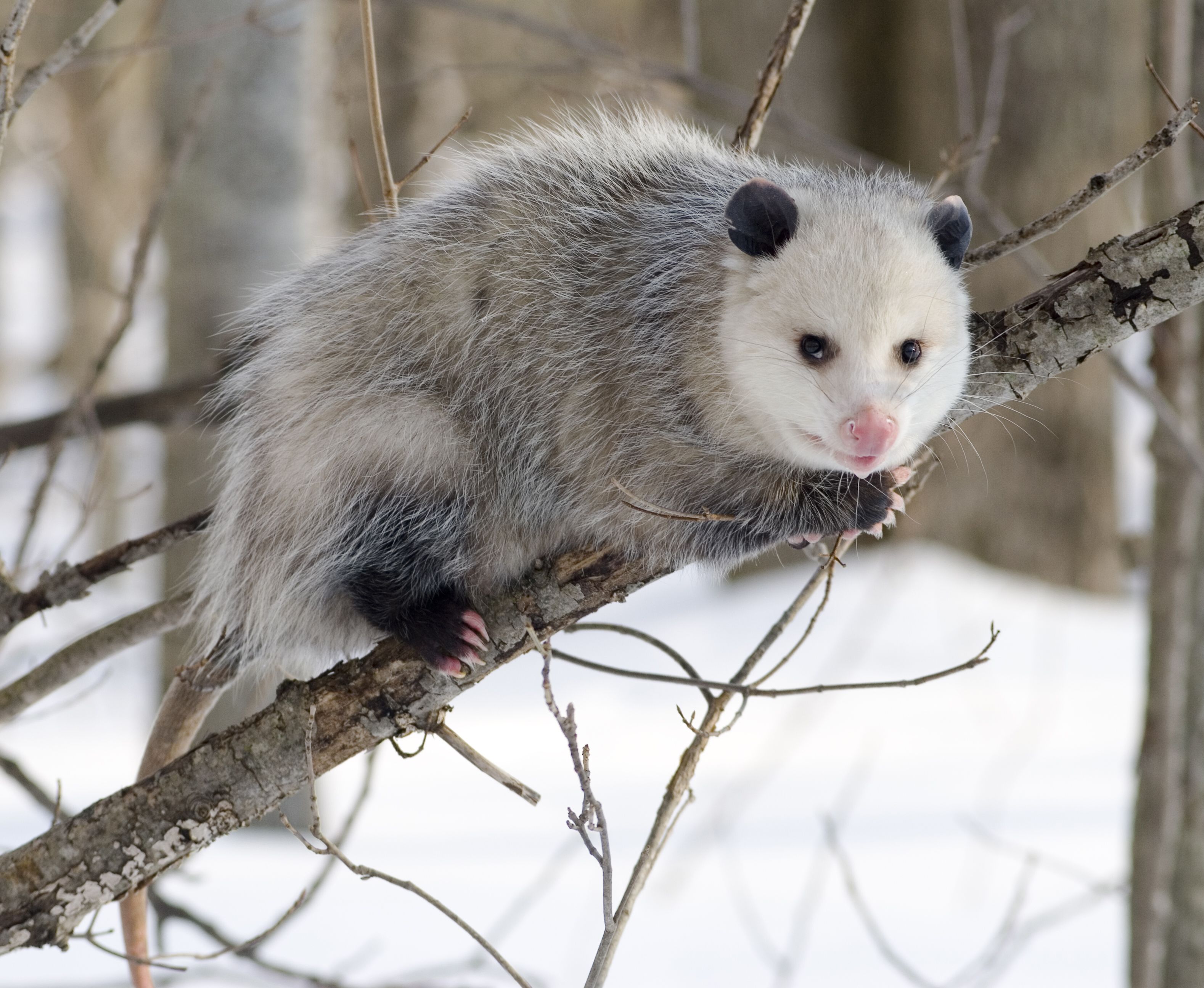 Possum wallpaper, Animal, HQ Possum pictureK Wallpaper 2019