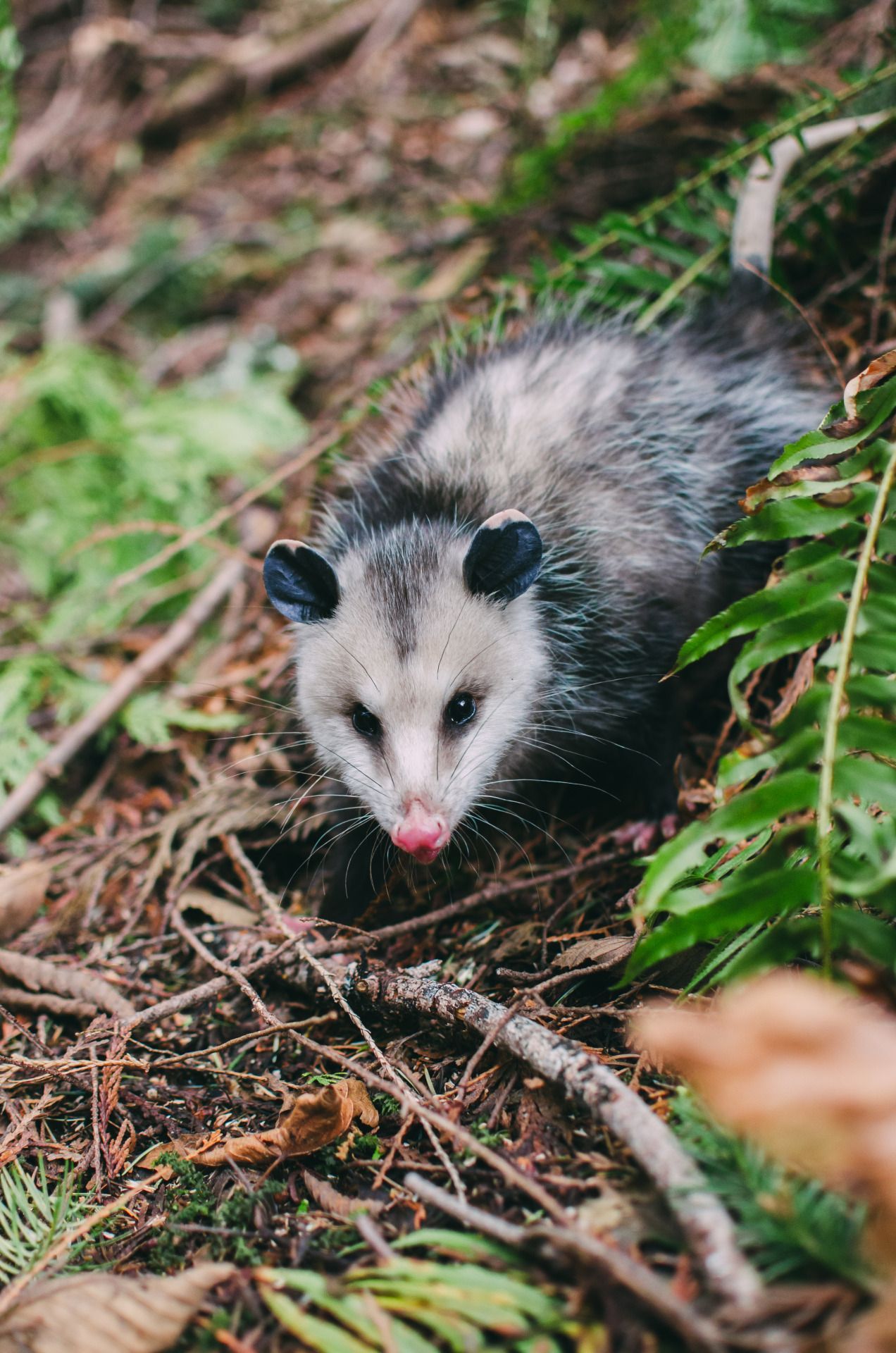 millivedder: “ Possum, Seabeck WA Prints ”. Animals, Animals and pets, Nature