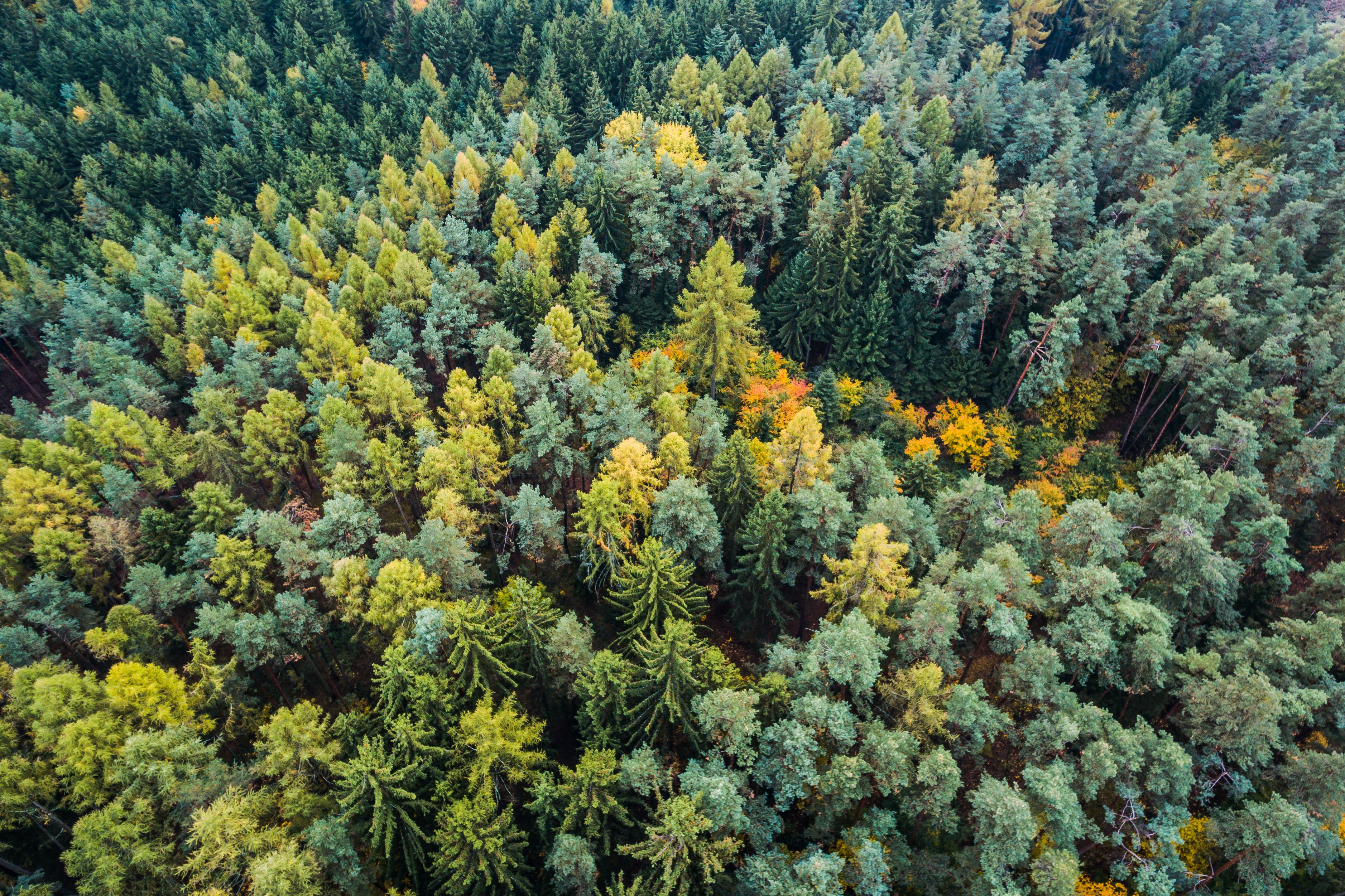 Autumn Forest From Above Free