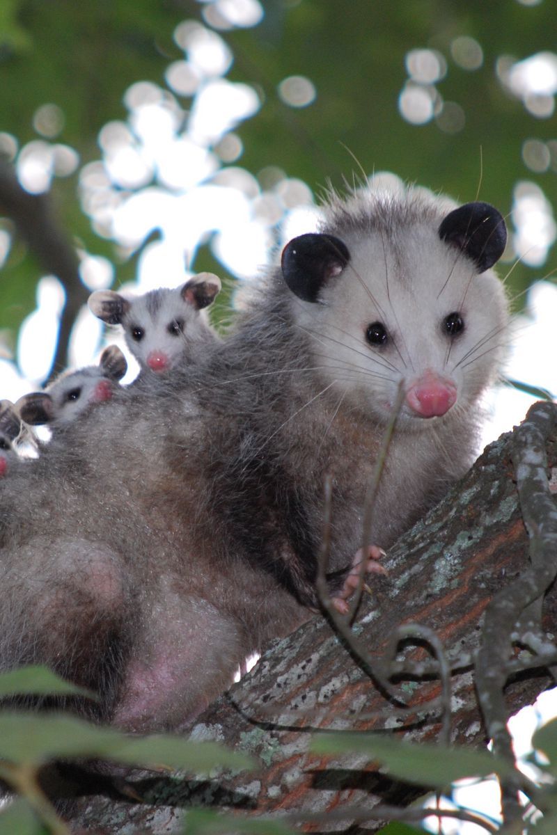 Download Wallpaper 800x1200 Possum, Cubs, Tree, Care, Family Iphone 4s 4 For Parallax HD Background