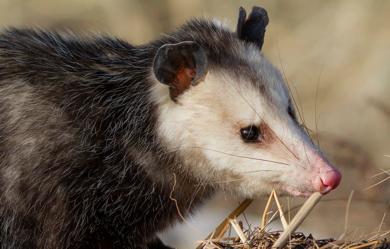 Wallpaper look, face, background, portrait, nose, animal, possum image for desktop, section животные