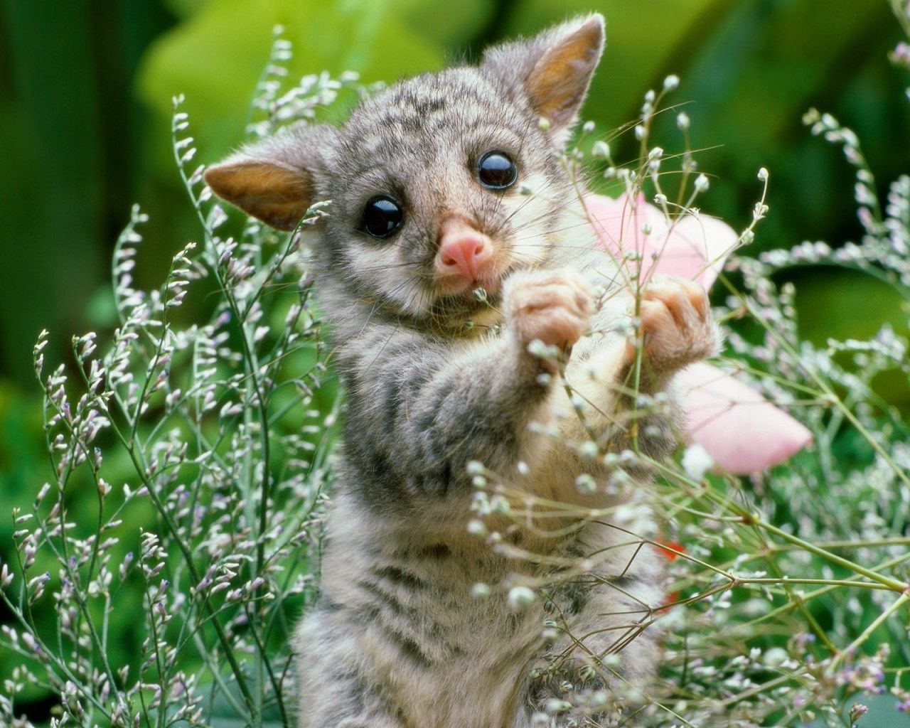 Young Brushtail Possum desktop PC and Mac wallpaper