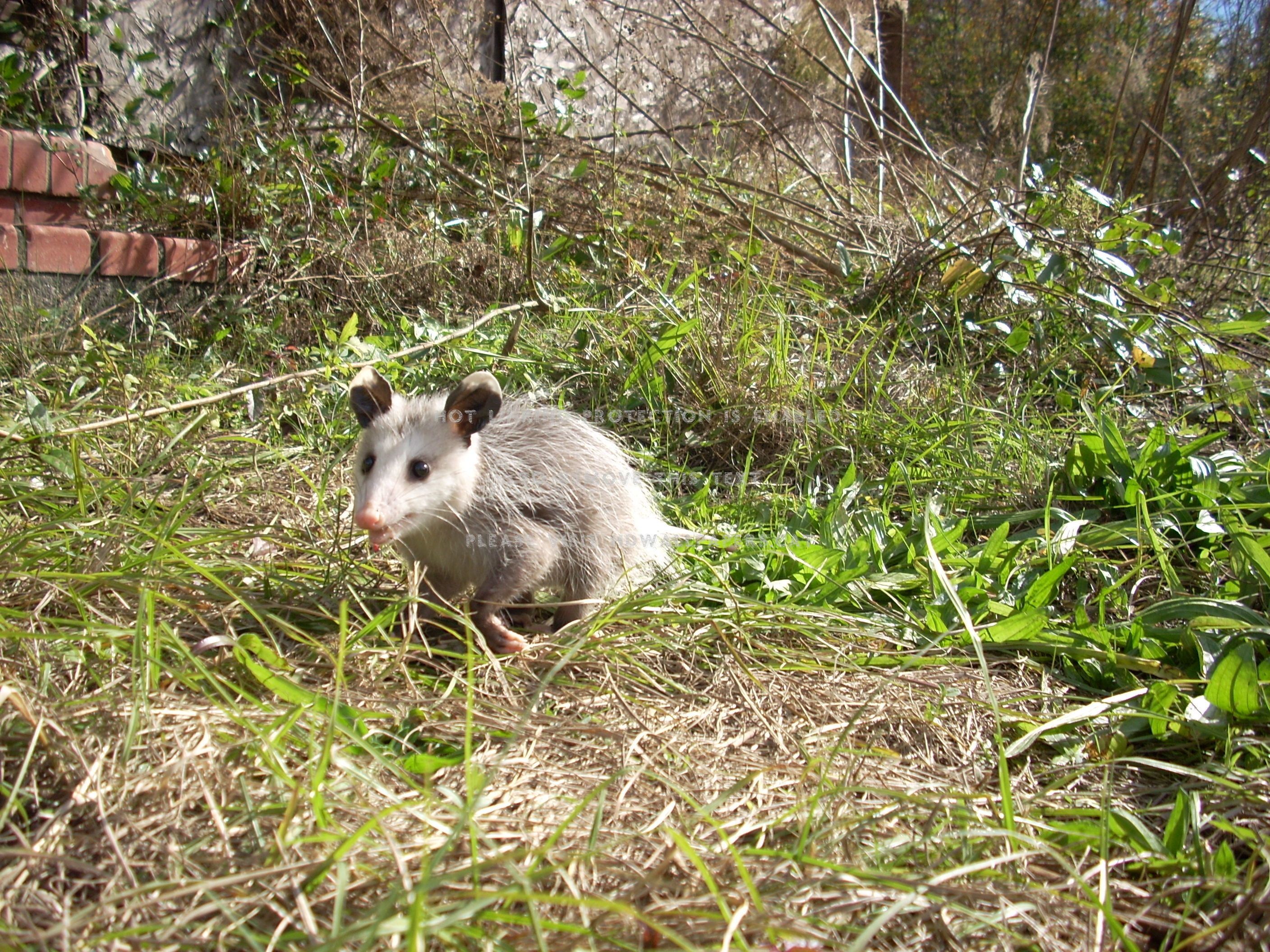 baby possum opossum marsupial animals