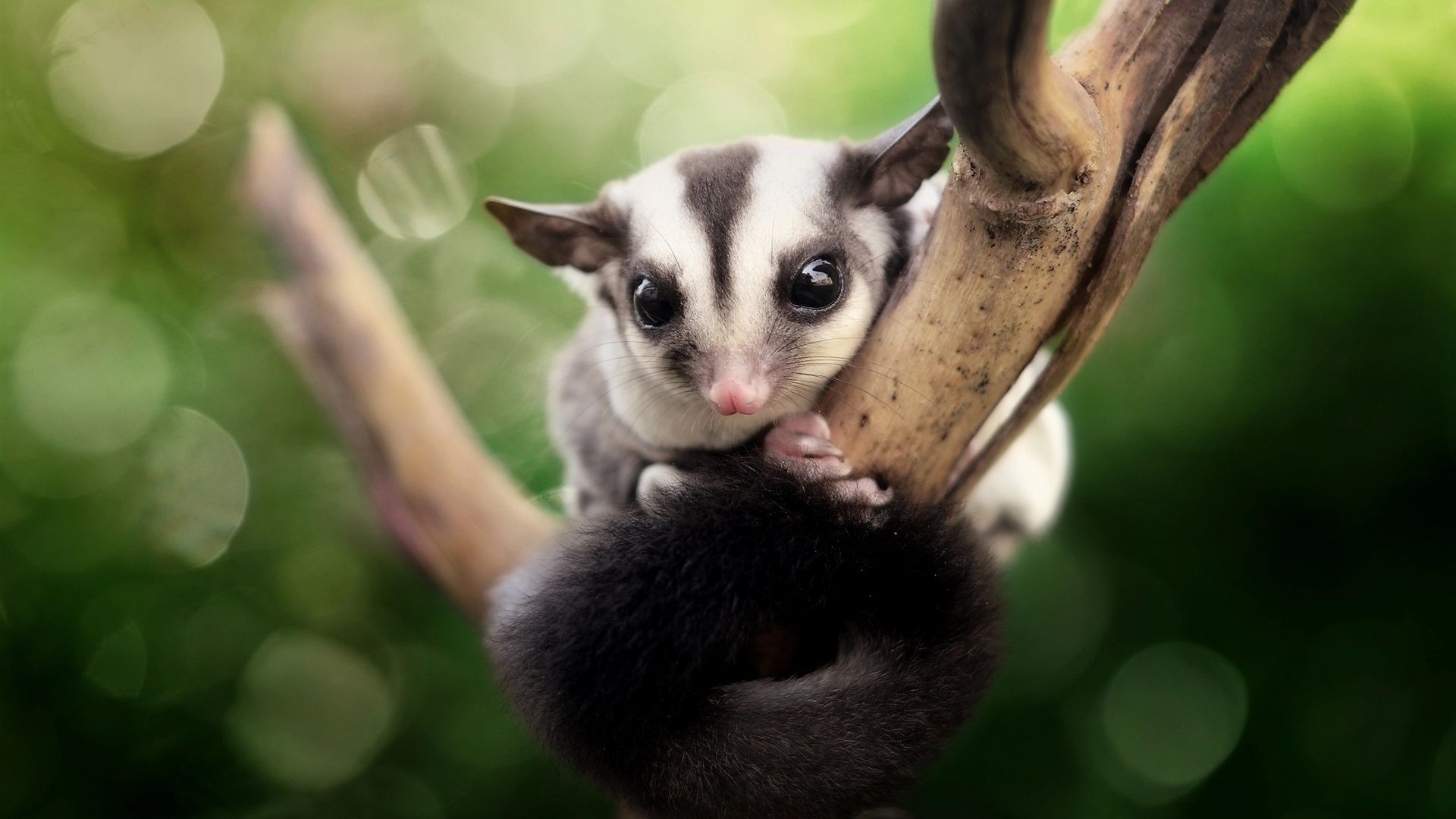 Wallpaper Sugar possum, cute animals 1920x1200 HD Picture, Image