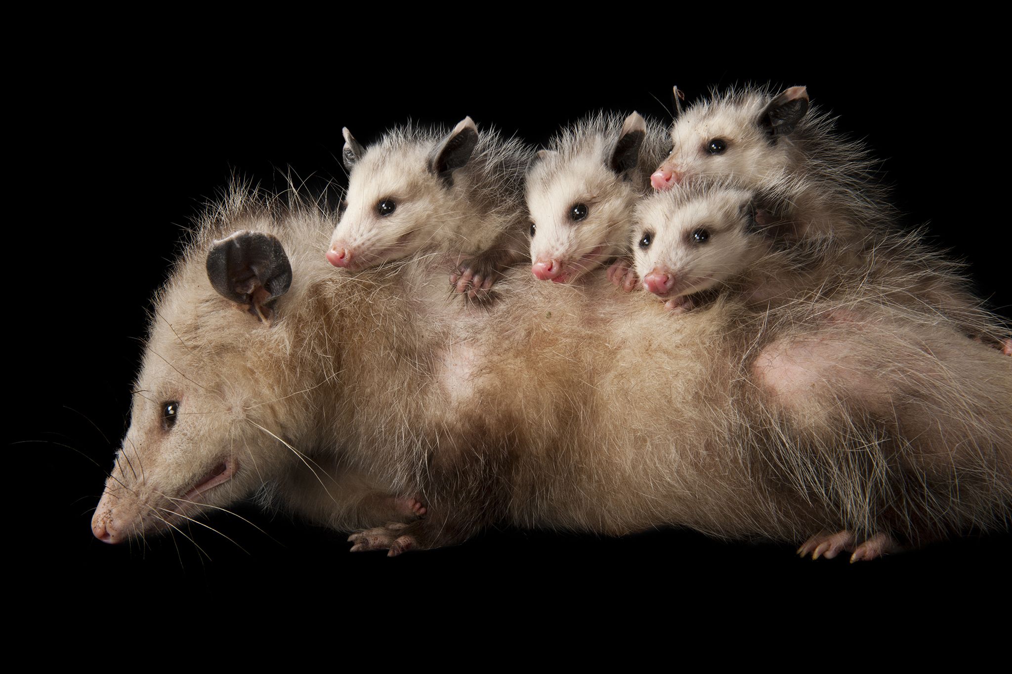 cute possum Wallpaper  HD Wallpapers of cute possumsAmazoncomAppstore  for Android