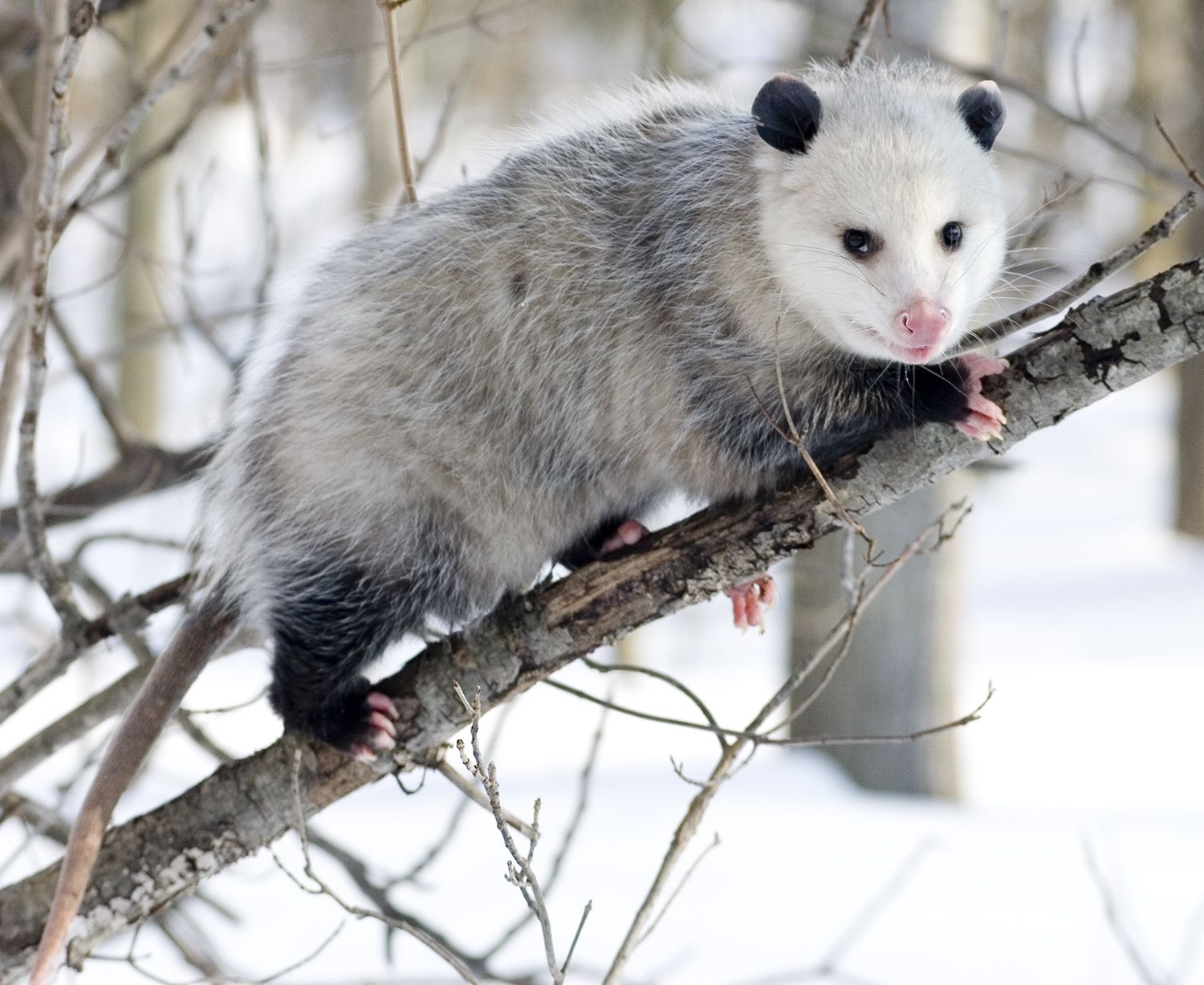 Animals World: asian animals of opossum photo gallery