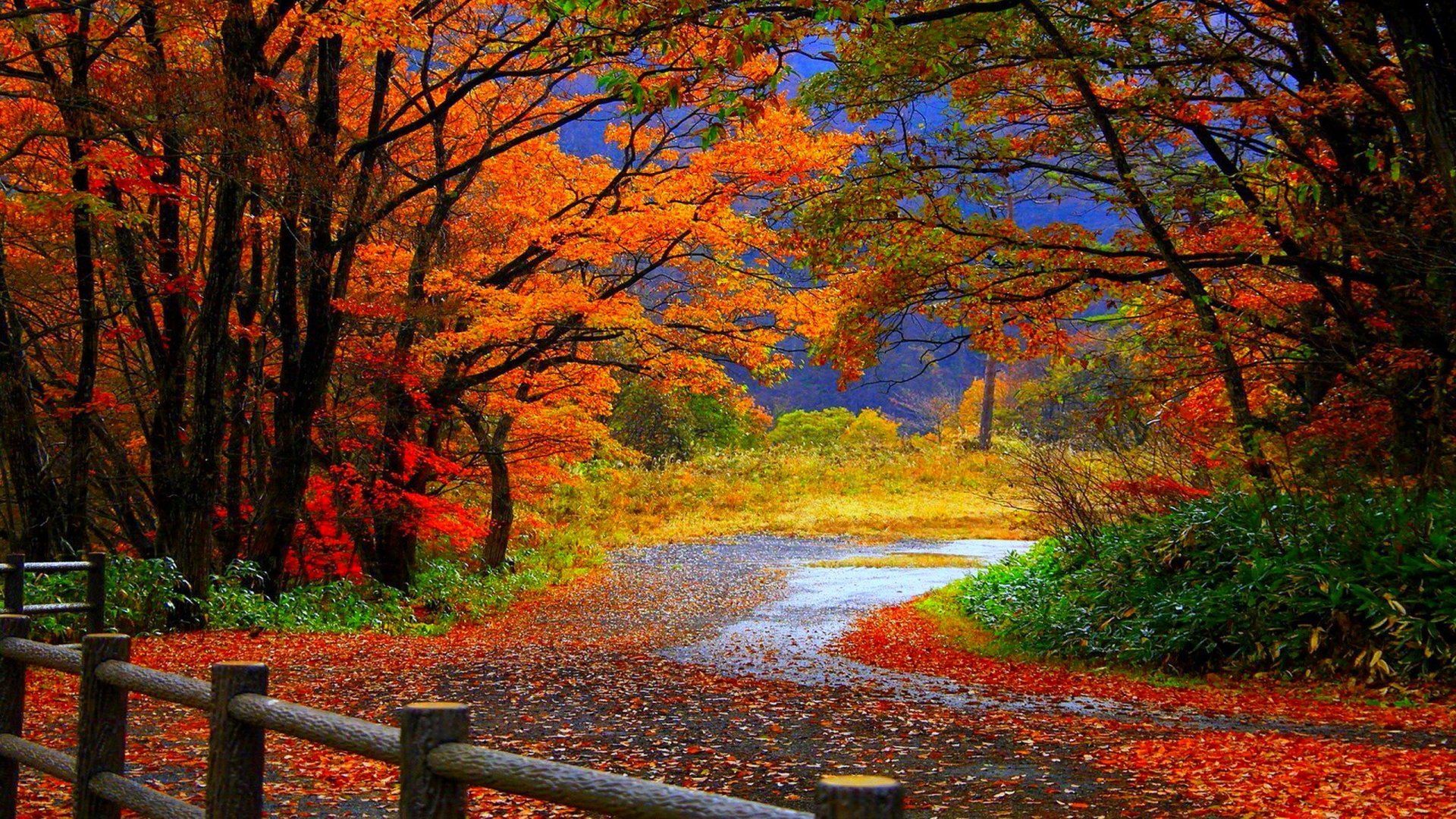 Autumn fall trees fence path trail colorful leaves foliage wallpaperx1080. Autumn wallpaper hd, Landscape wallpaper, Fall wallpaper