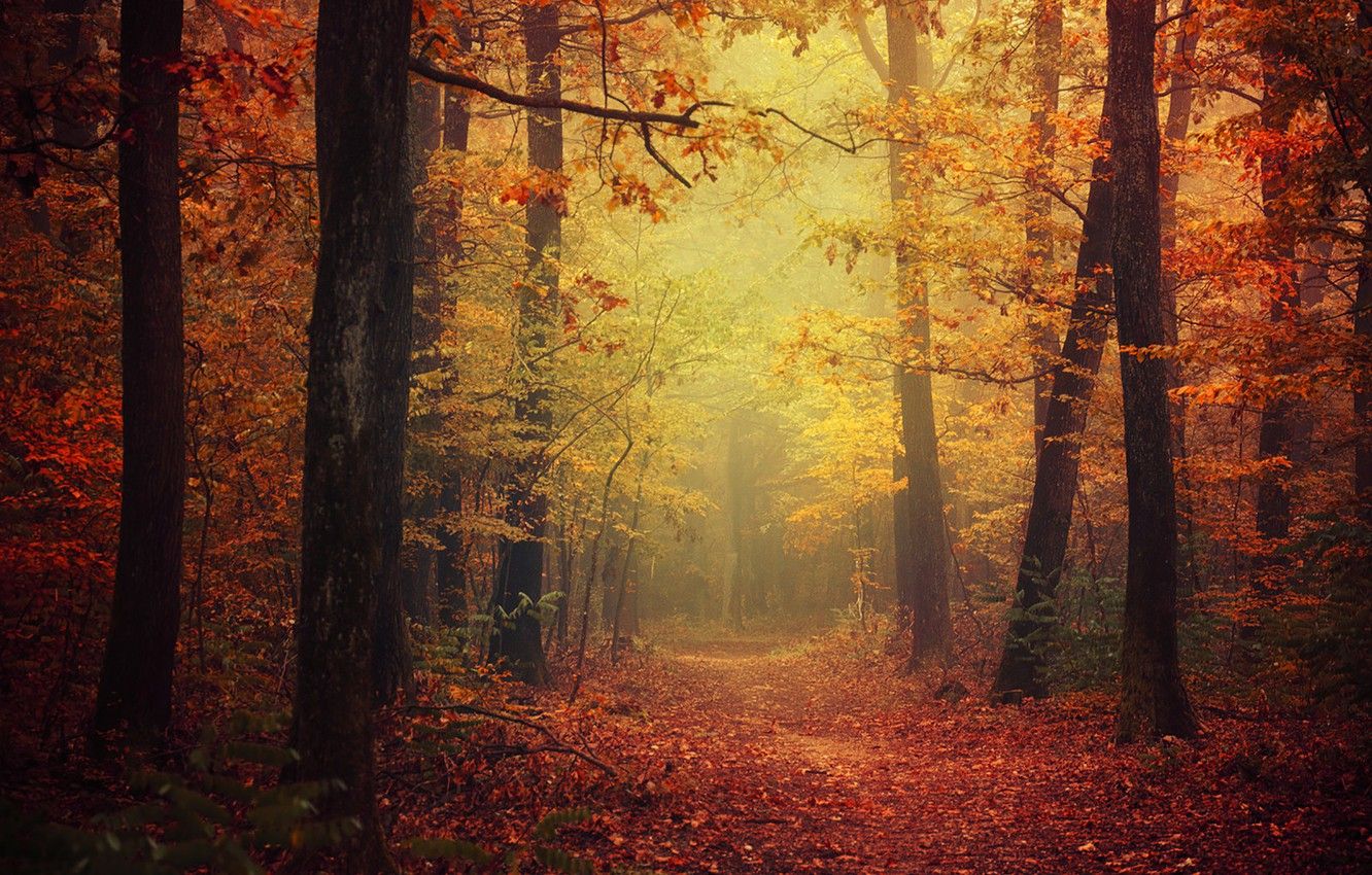 Wallpaper forest, autumn, leaves, fog, way, pathway, autumn colors, path, mist, fall, foliage, fall colors, autumn's palette, fall's palette image for desktop, section природа