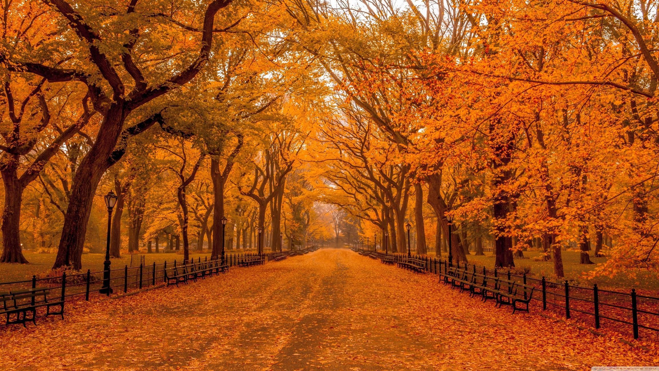 Autumn Drive [3840 x 2160], HQ Background. Autumn landscape, Autumn in new york, Central park