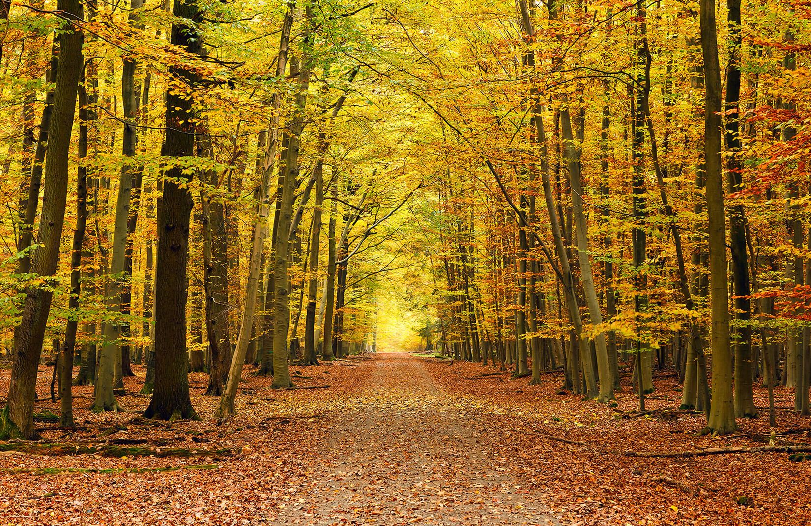 Autumn Pathway Tree Wallpaper Mural