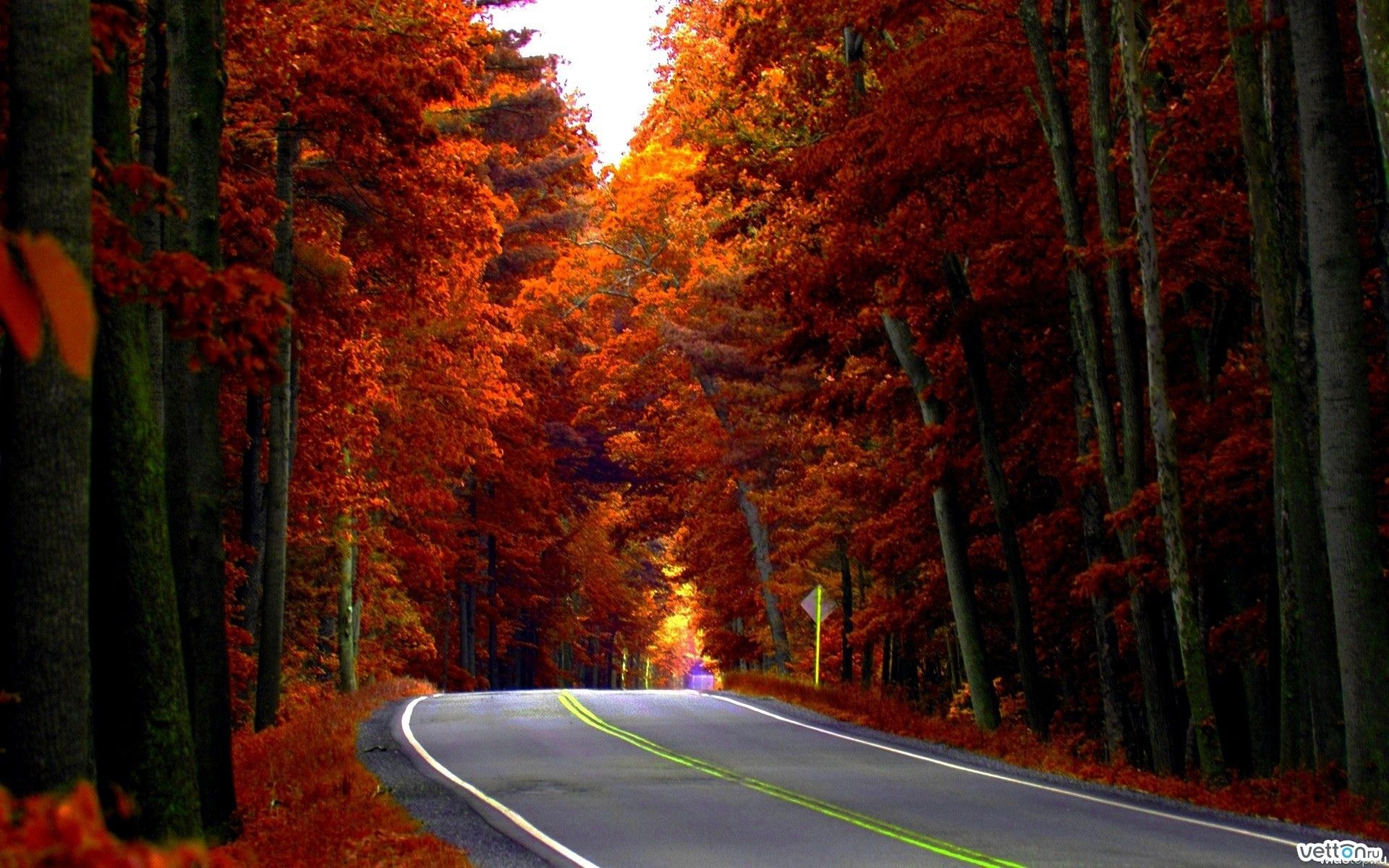 road, Forest, Trees, Autumn Wallpaper HD / Desktop and Mobile Background