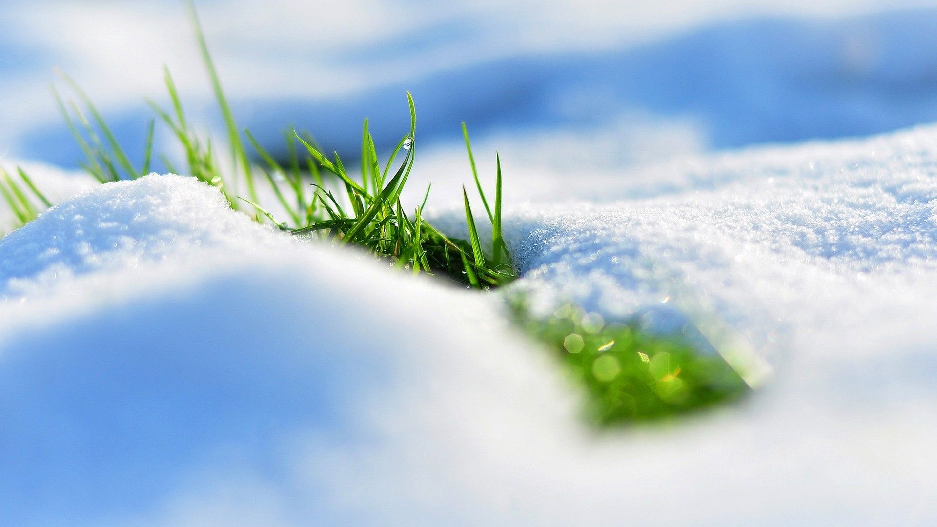 winter, Snow, Grass, Macro Wallpaper HD / Desktop and Mobile Background