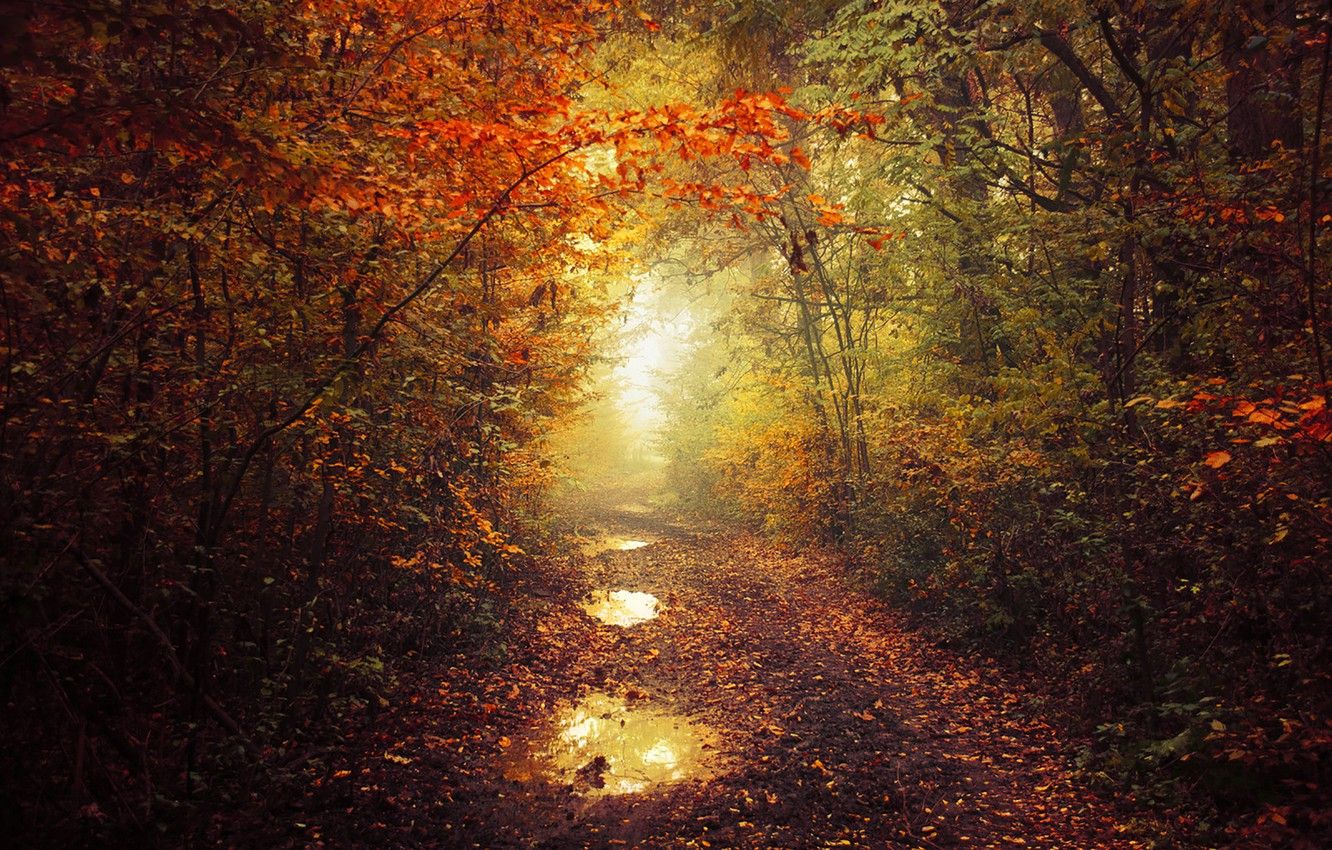Wallpaper autumn, leaves, fog, pathway, autumn colors, path, mist, fall, foliage, fall colors, trail way, ponds image for desktop, section природа