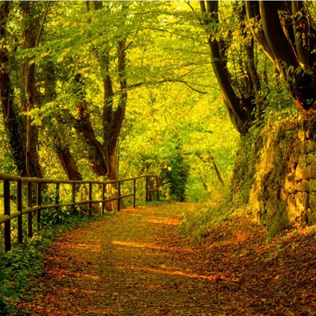Leafy Autumn Pathway iPad Wallpaper. Τοπία, Ιδέες διαμόρφωσης κήπων, Φύση