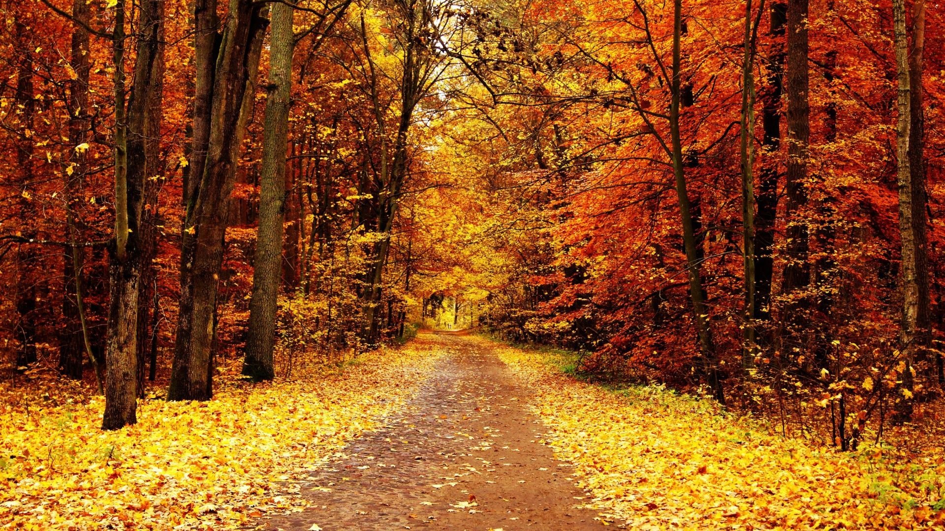 Autumn Pathway Wallpapers - Wallpaper Cave