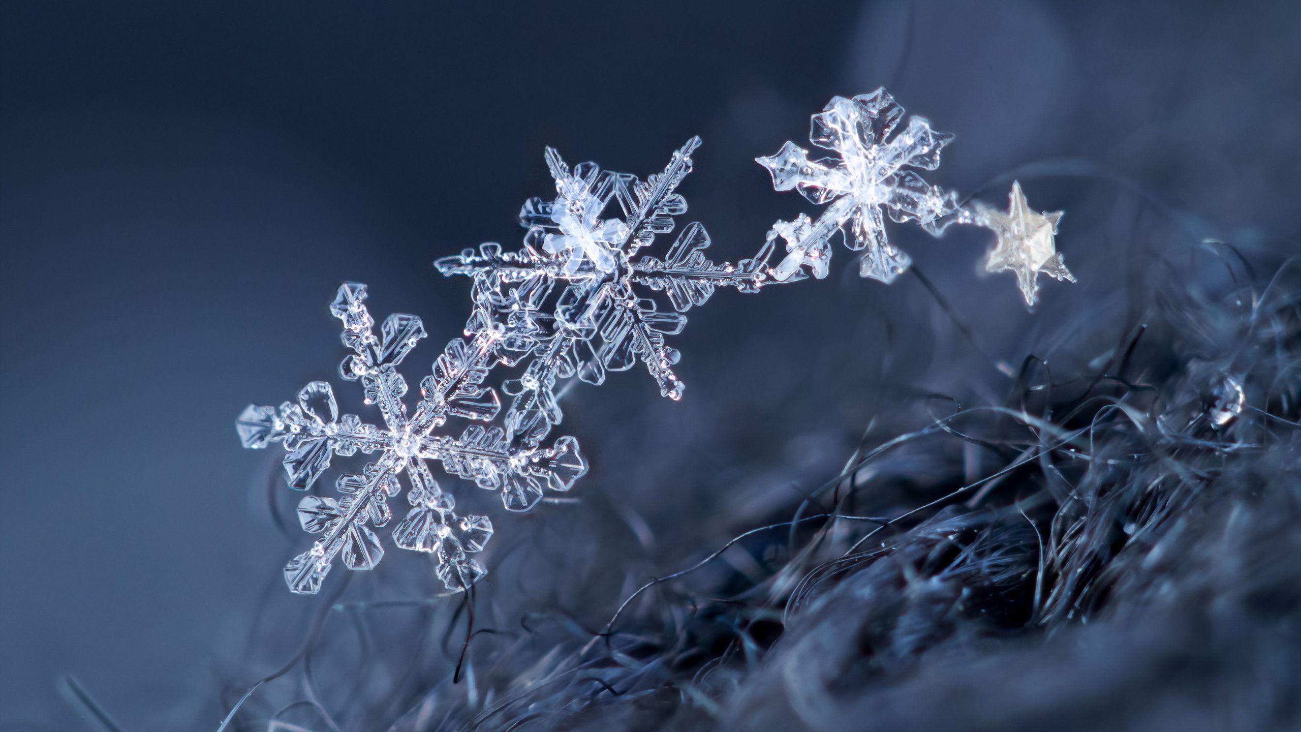 image Snowflakes Macro photography 2560x1440
