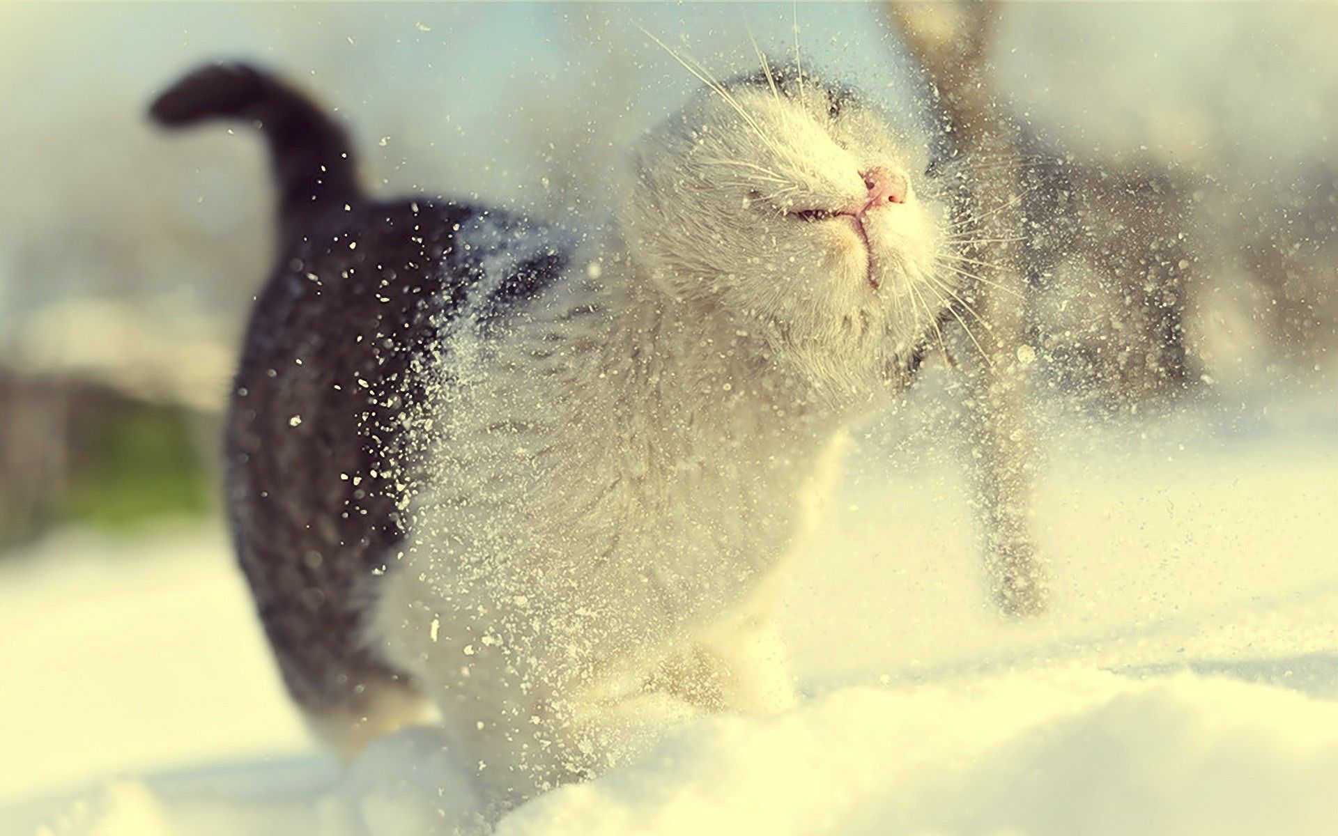 winter snow cat depth of field macro Wallpaper HD / Desktop and Mobile Background