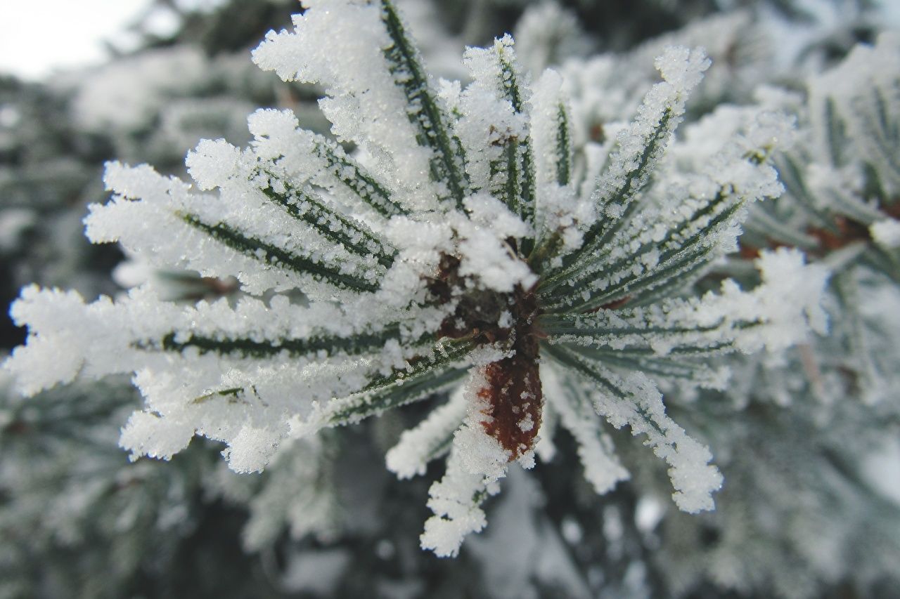 Desktop Wallpaper Nature Spruce Snow Macro photography Branches