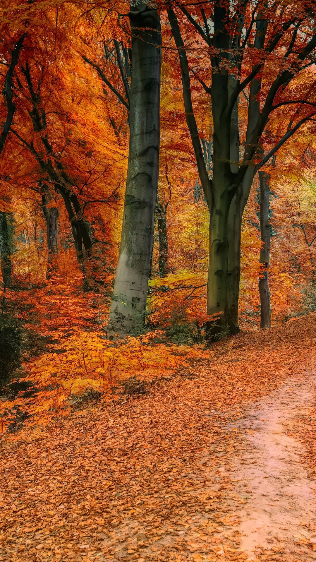 Autumn, tree, fall, pathway, 1080x1920 wallpaper. Screen savers wallpaper, Landscape, Nature