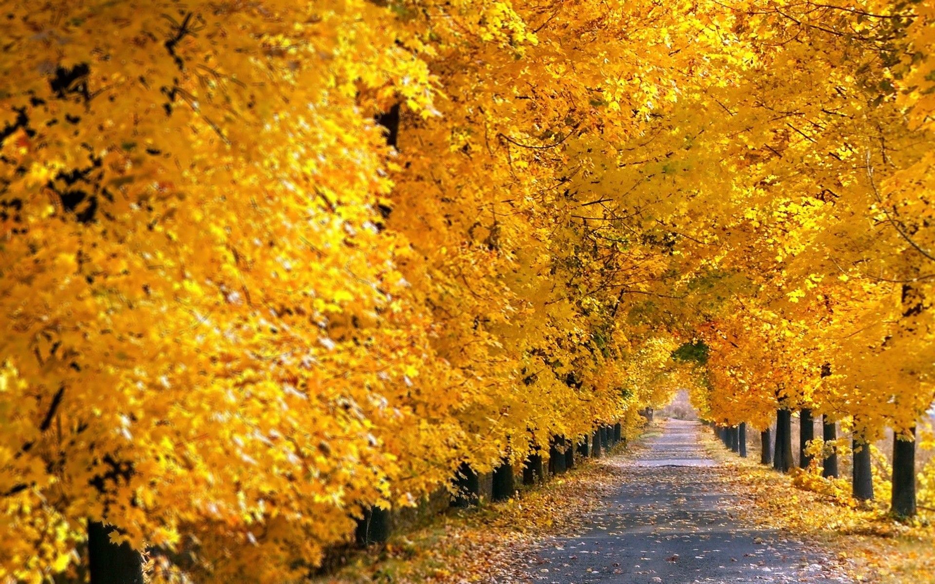 Fall Tree Pathway