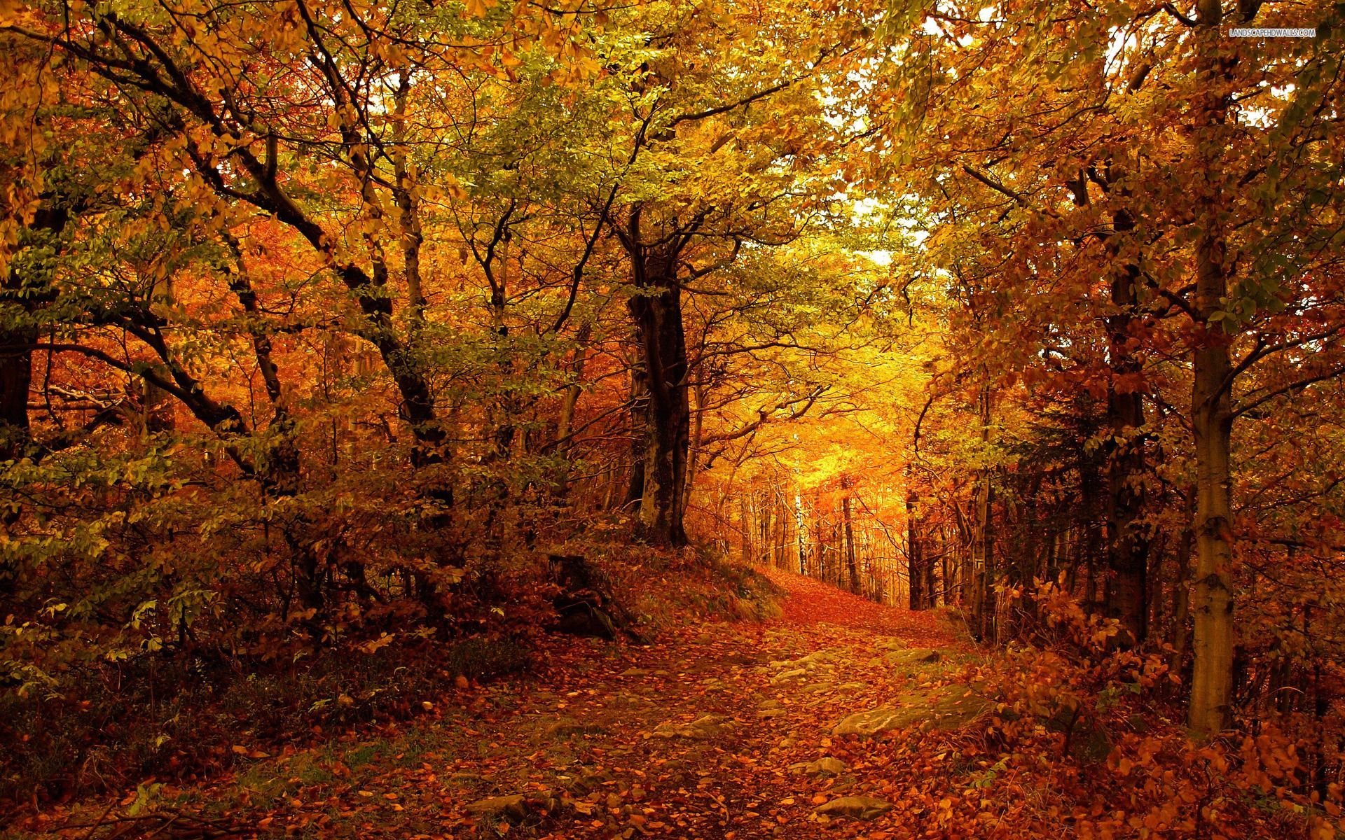 Forest Path & Golden Autumn wallpaper. Forest Path & Golden Autumn