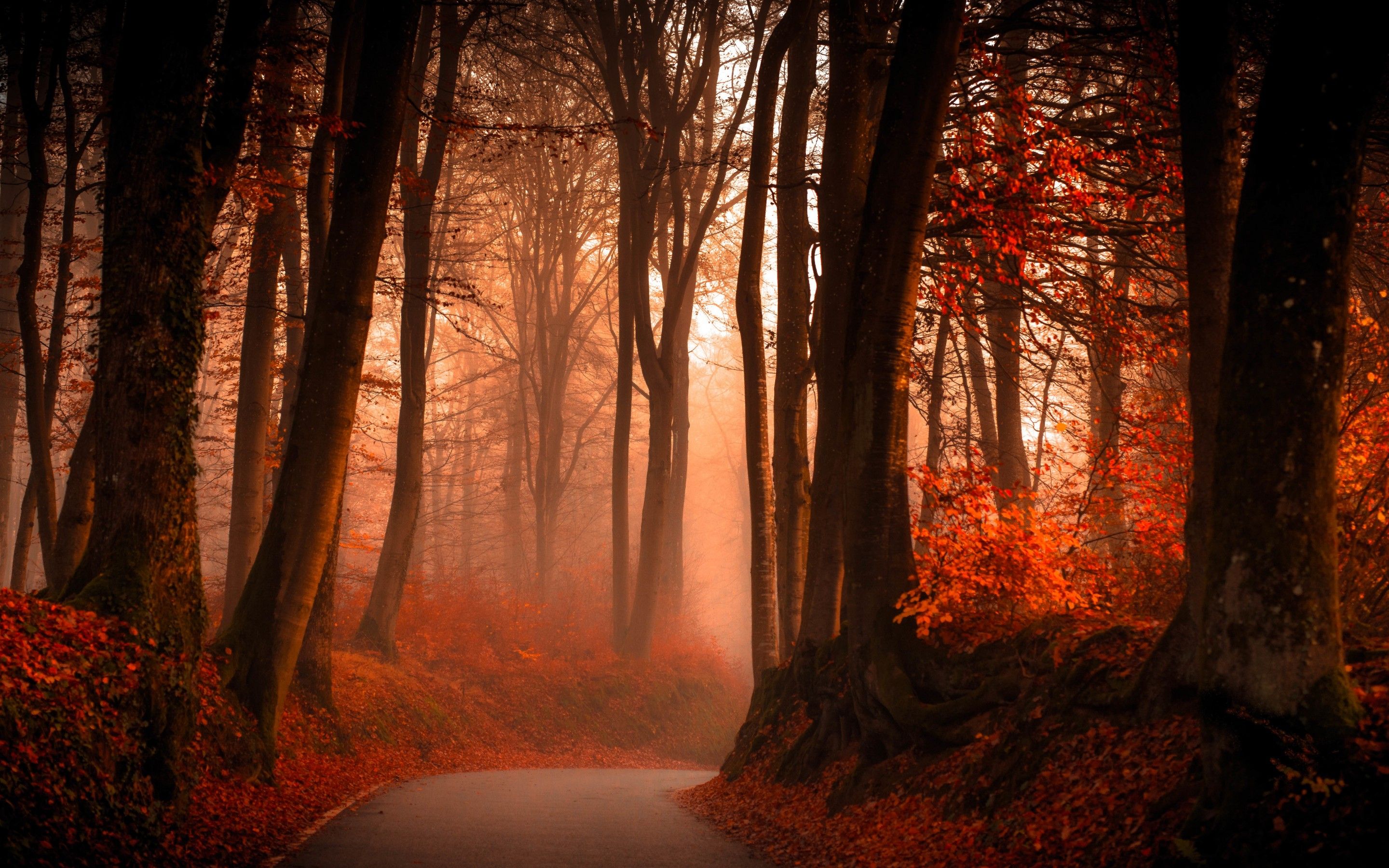 Wallpaper Forest, Autumn, Pathway, HD, 5K, Nature,. Wallpaper for iPhone, Android, Mobile and Desktop