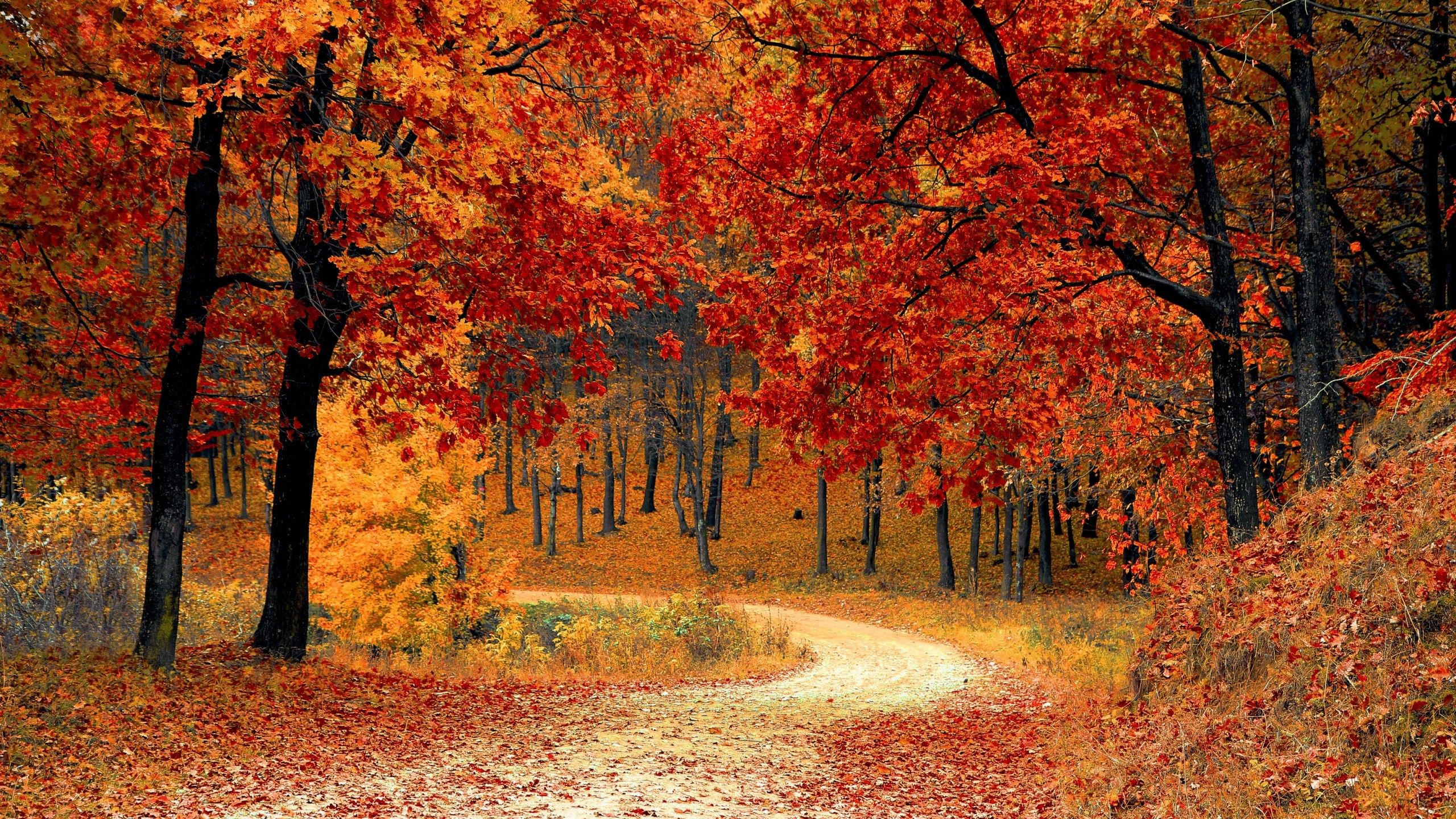 Autumn 4K Wallpaper, Red leaves, Forest, Pathway, Scenery, Fall, Trees, Nature