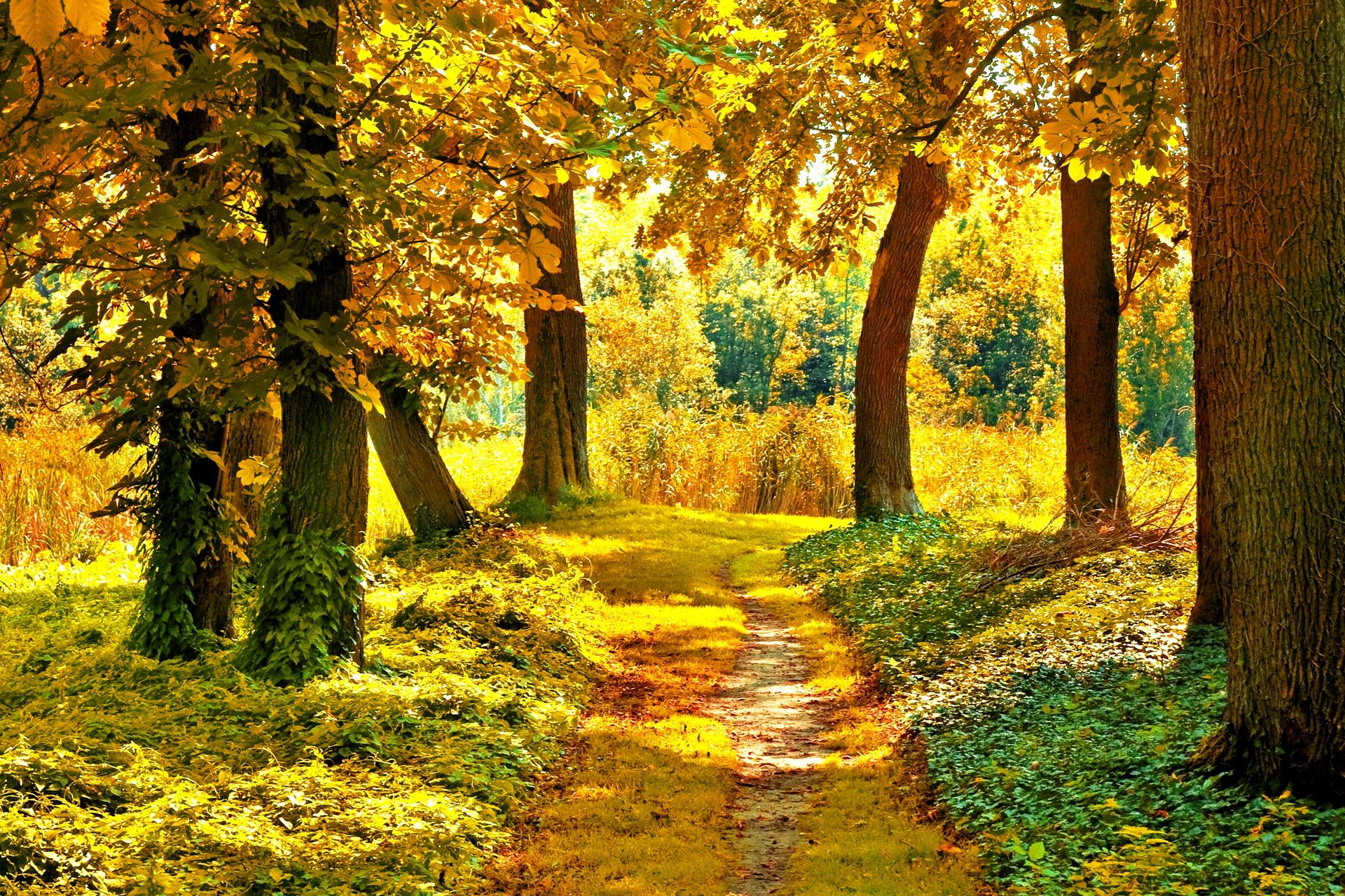 Nature landscapes trees forest path pathway autumn fall seasons wallpaperx1280