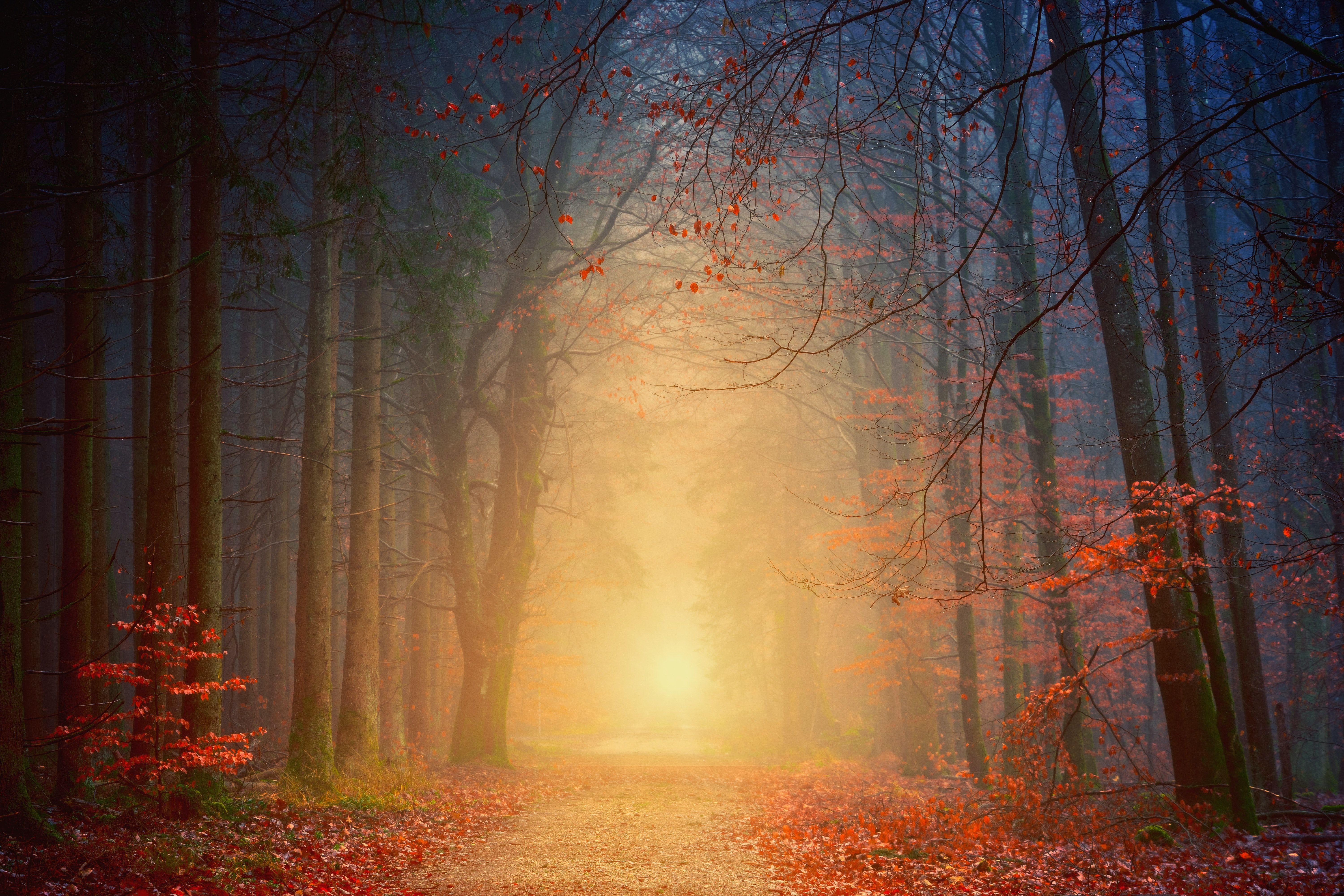 Forest 4K Wallpaper, Autumn, Foggy, Dawn, Pathway, Road, Fall foliage, 5K, Nature