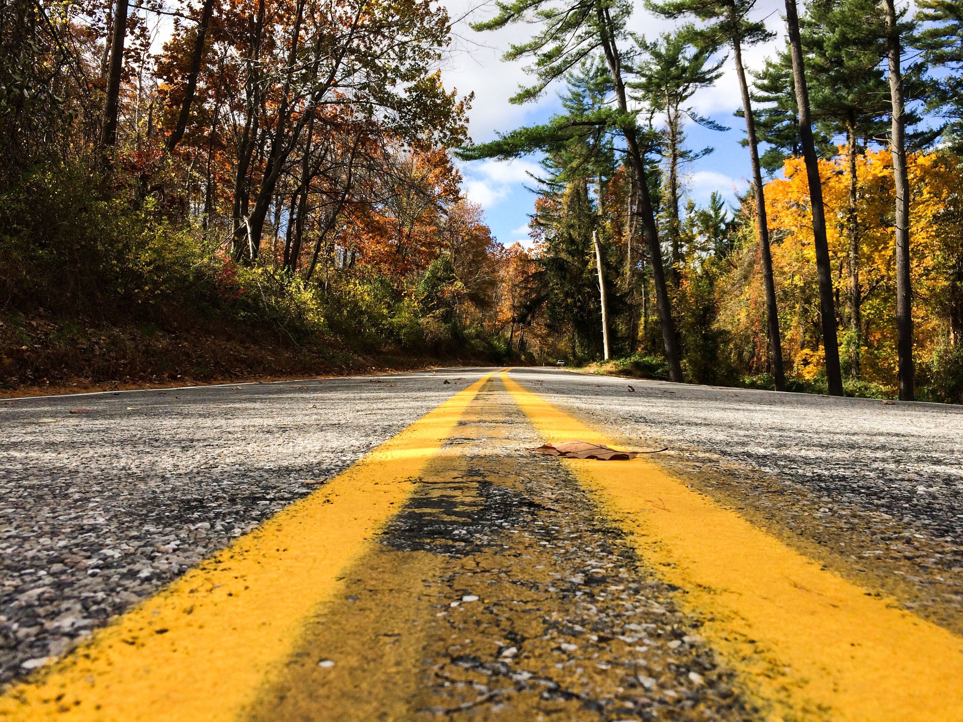 3264x2448 #highway, #tree, #nture, #alone, #Creative Commons image, #street, #drive, #forest, #road, #horizontal, #journey, #fall, #line, #middle, #vertical, #yellow, #closeup, #freeway, #autumn, #asphalt, #leaf. Mocah.org HD Desktop Wallpaper