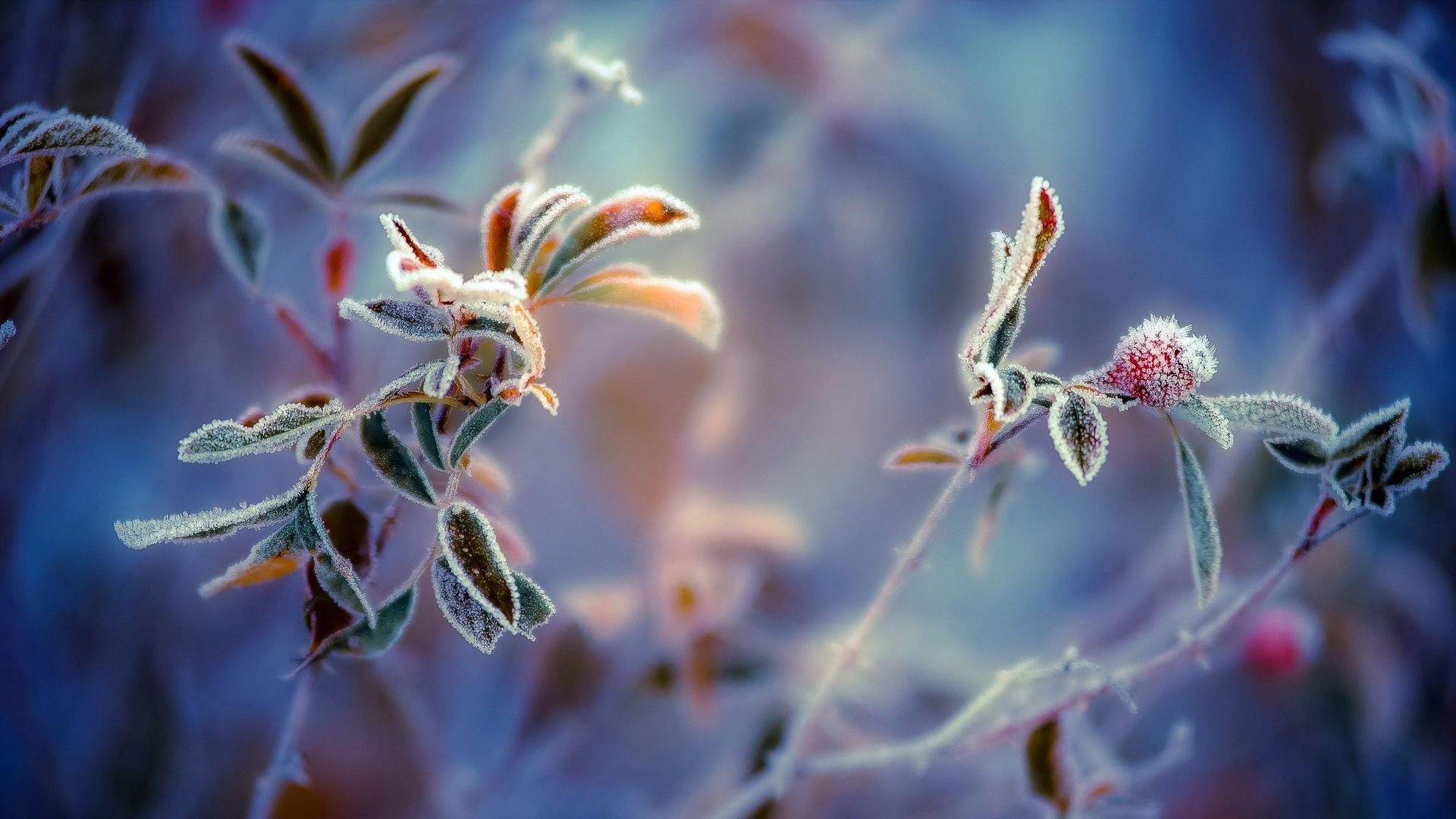 Macro Winter Wallpaper