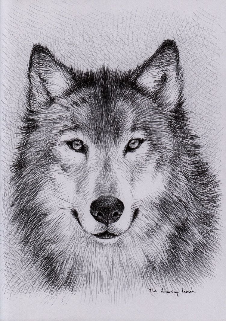 Wolf Study by thedrawinghands. Wolf sketch, Wolf drawing, Wolf painting