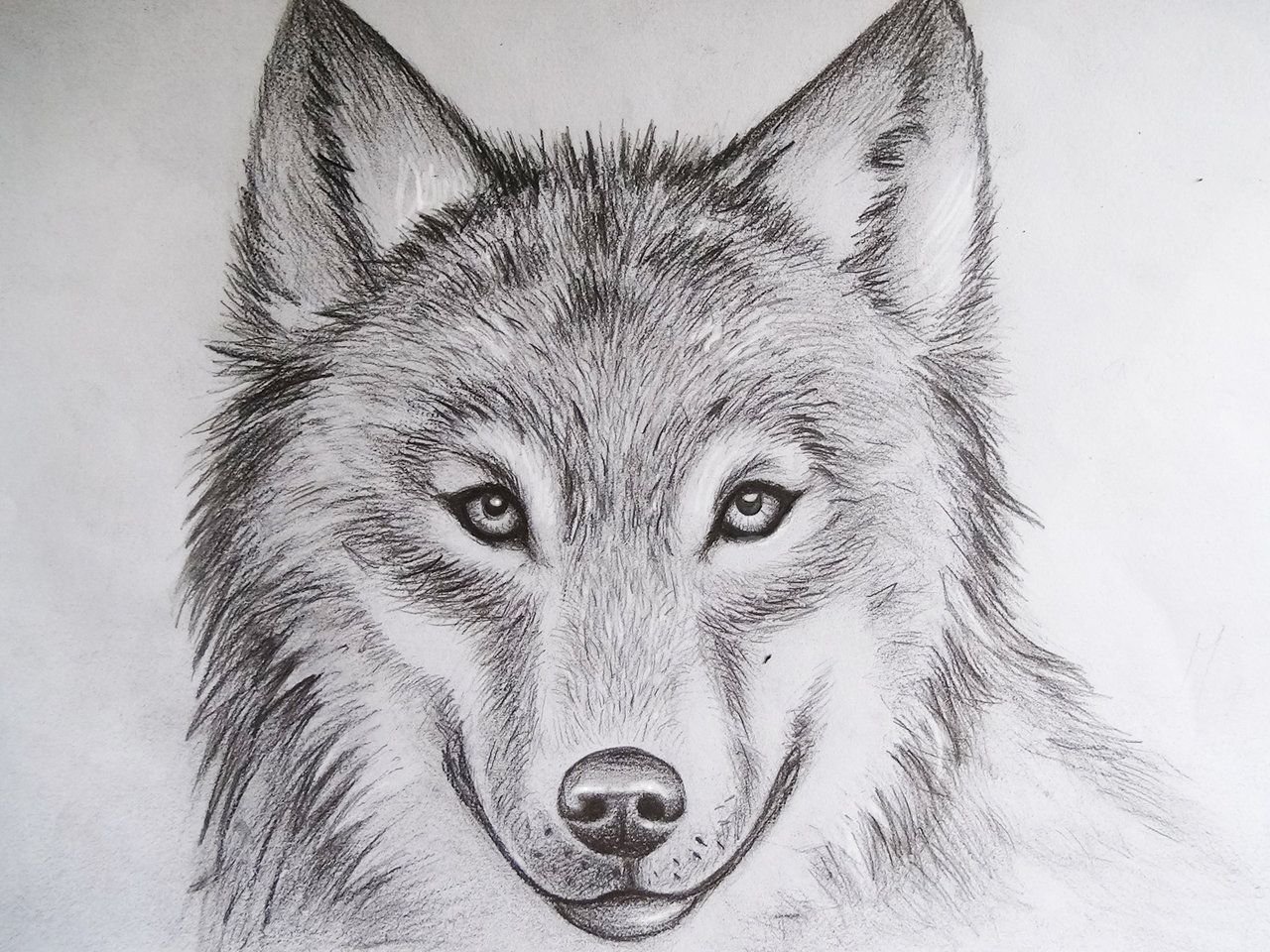 cool wolves to draw