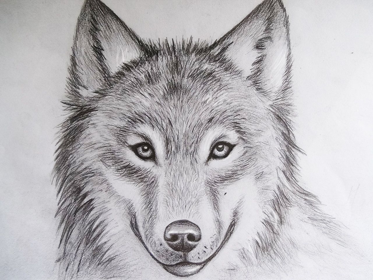 Wolf Pencil Drawings Wallpapers Wallpaper Cave