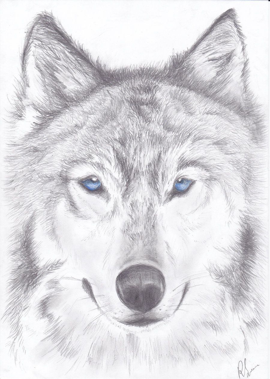 Wolf Drawings <3