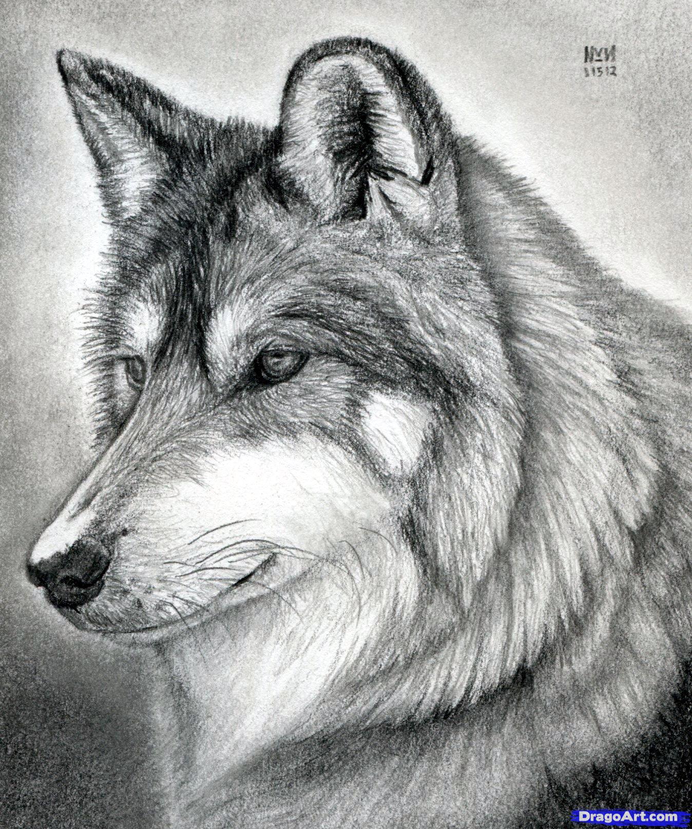 Free Wolf Drawings, Download Free Clip Art, Free Clip Art on Clipart Library