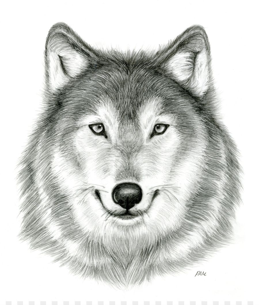 Gray Wolf Drawing Pencil Sketch Wolf Image Provided