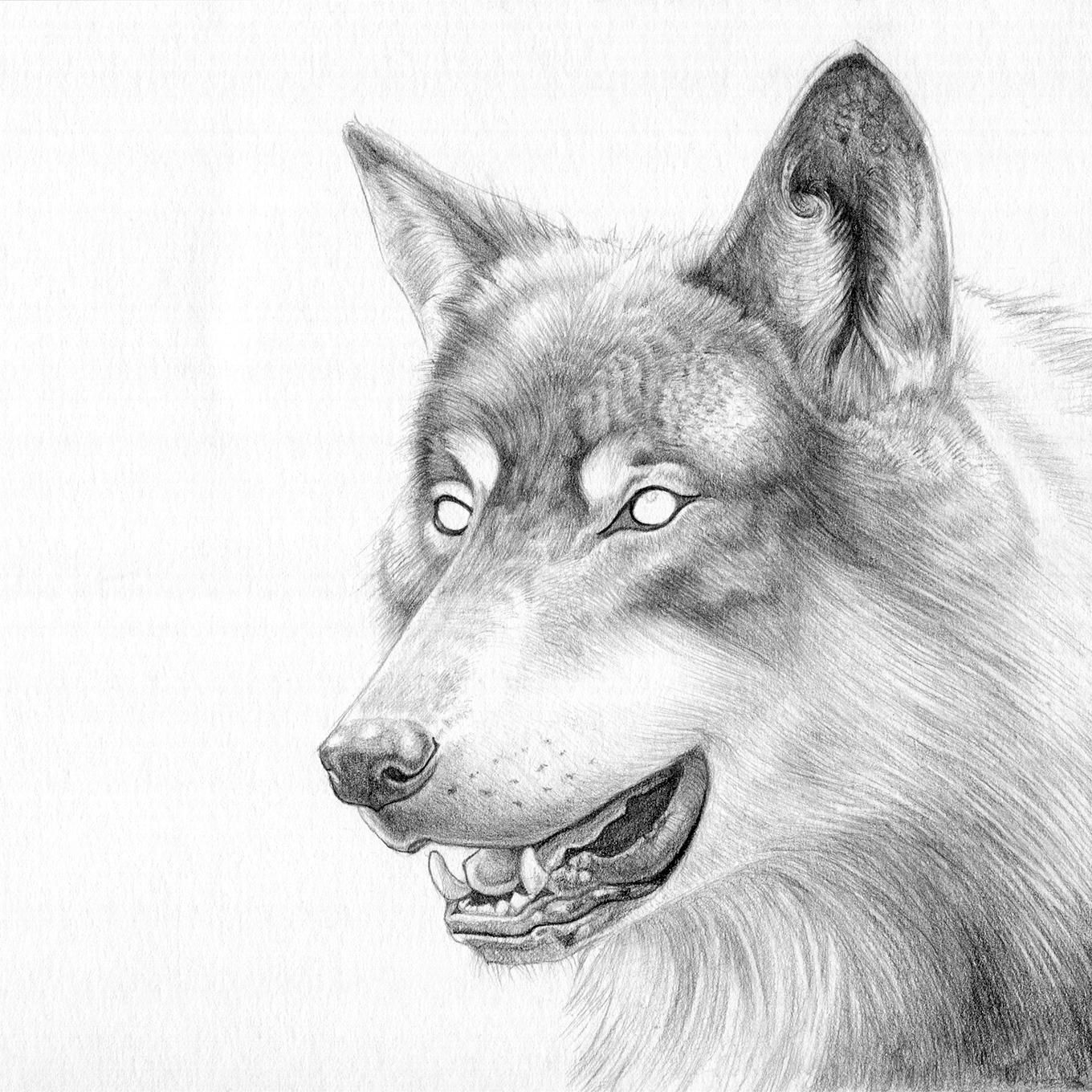 Волк фото рисунок