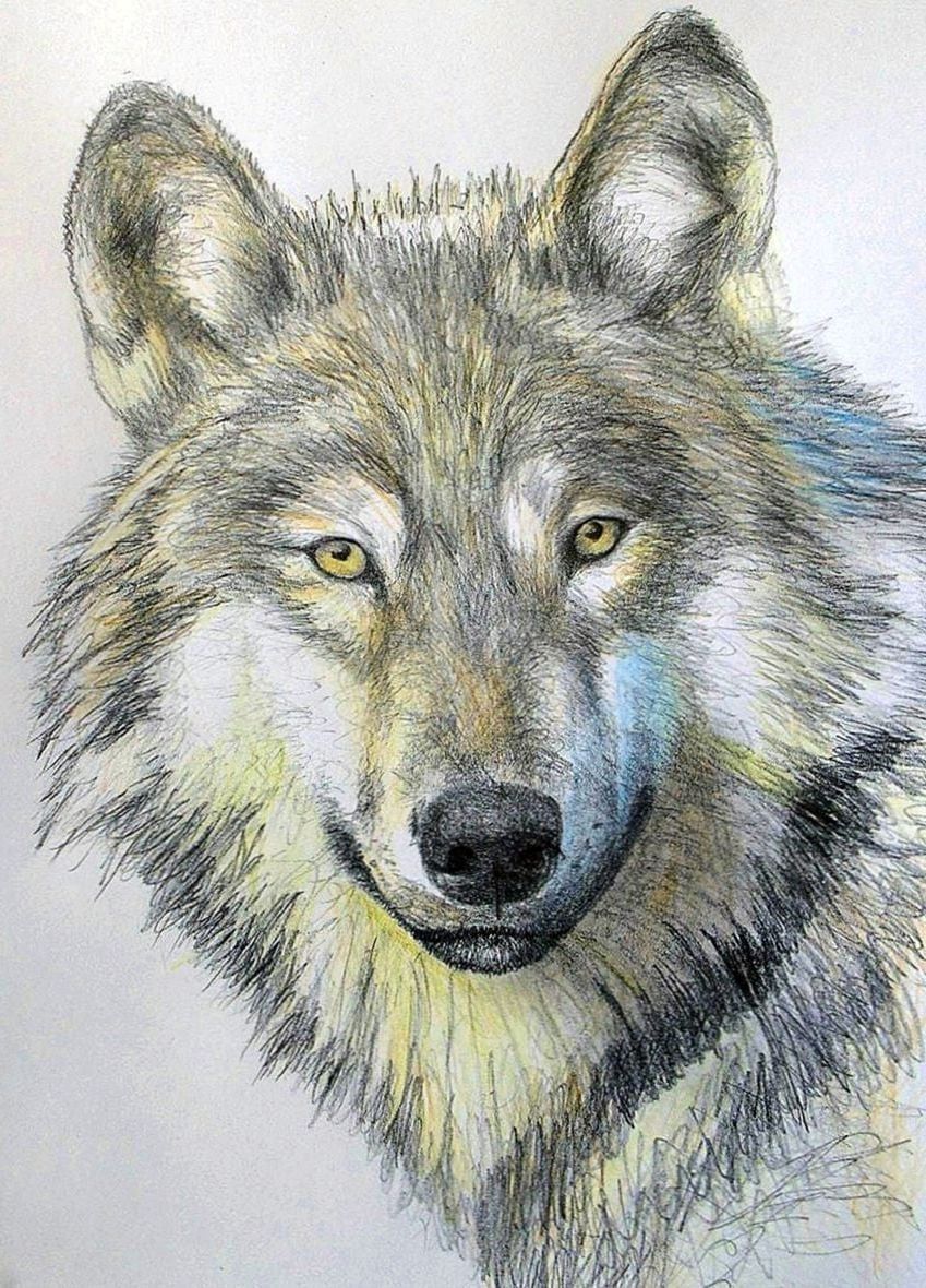 Wolf Wallpaper Drawings Wallpaper.Pro