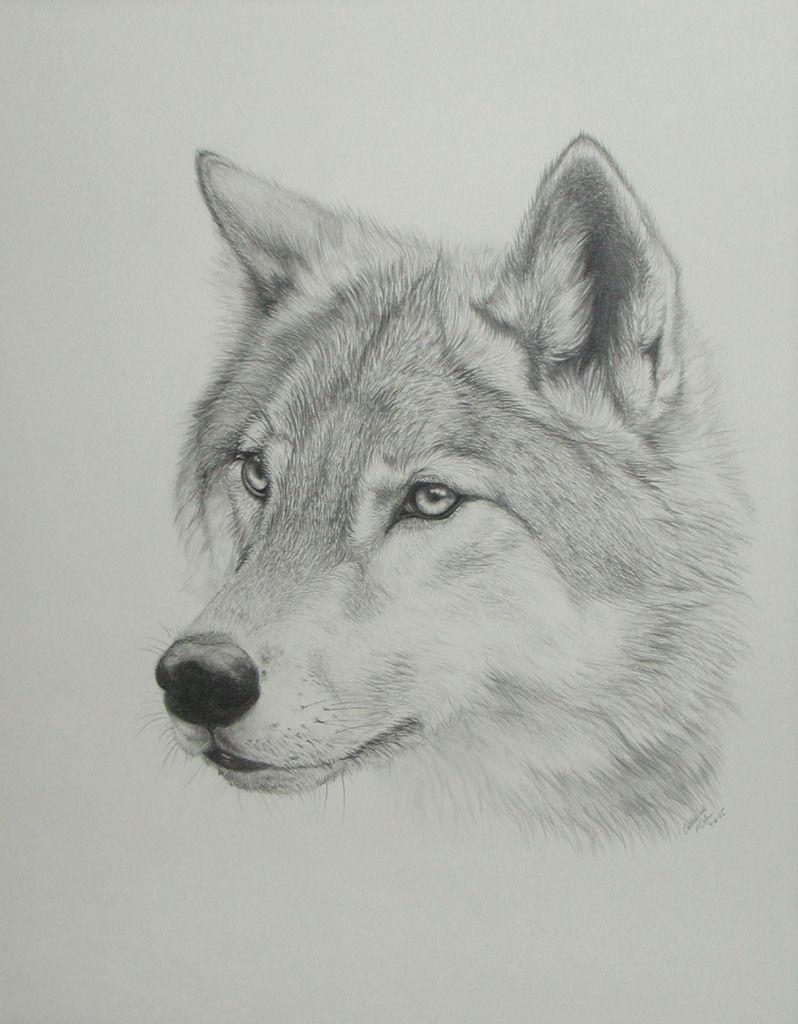 Free Black And White Drawings Of Wolves, Download Free Clip Art, Free Clip Art on Clipart Library