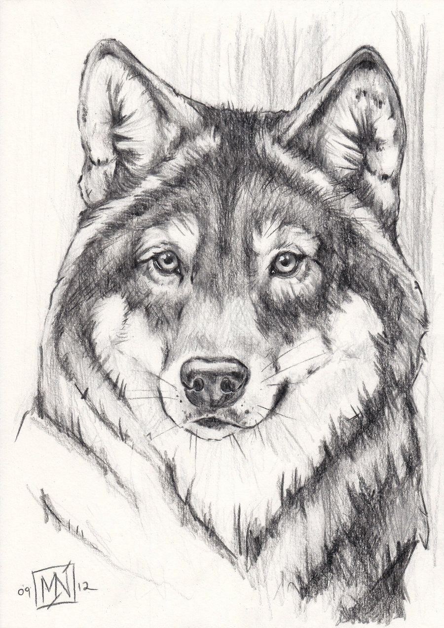 Grey wolf. Pencil drawings of animals, Wolf face drawing, Wolf drawing