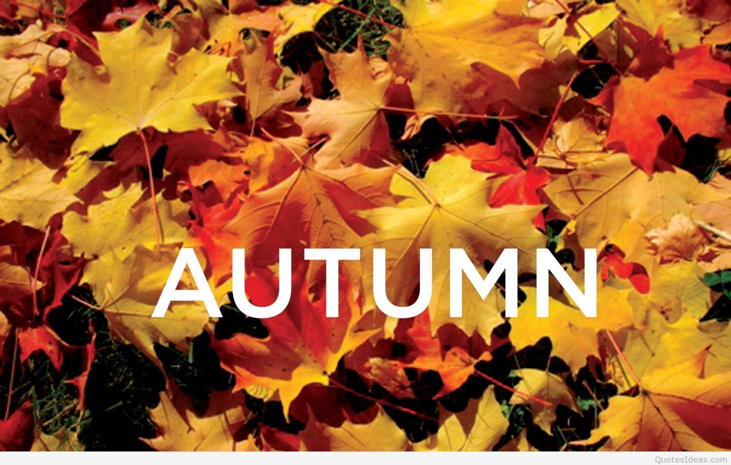 Autumn wallpaper quotes HD and autumn sayings messages