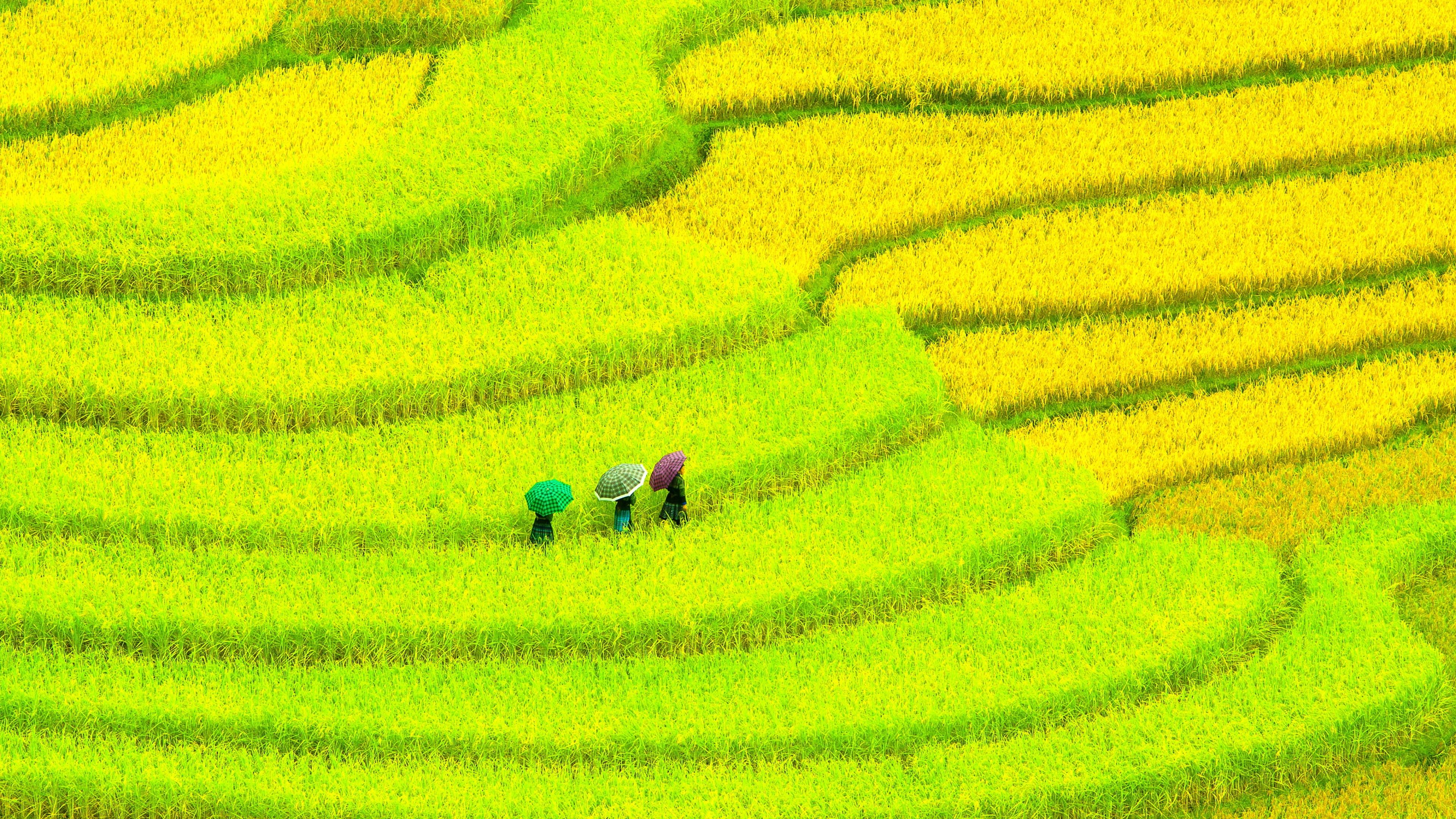 Wallpaper Asia, 4k, HD wallpaper, Field, meadows, yellow, women, Nature