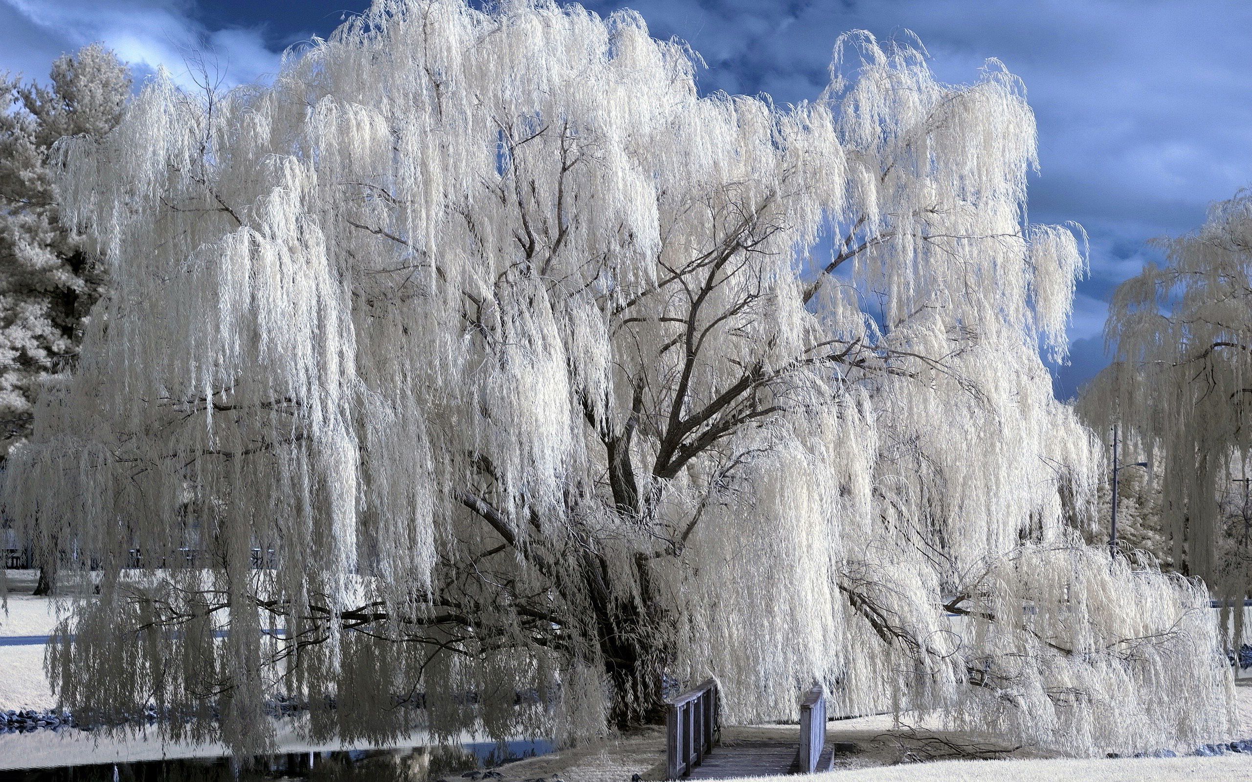 We update the latest collection of Snow Winter Trees Wallpaper on daily basis only for you and it is availa. Tree winter wallpaper, Winter trees, Winter wallpaper