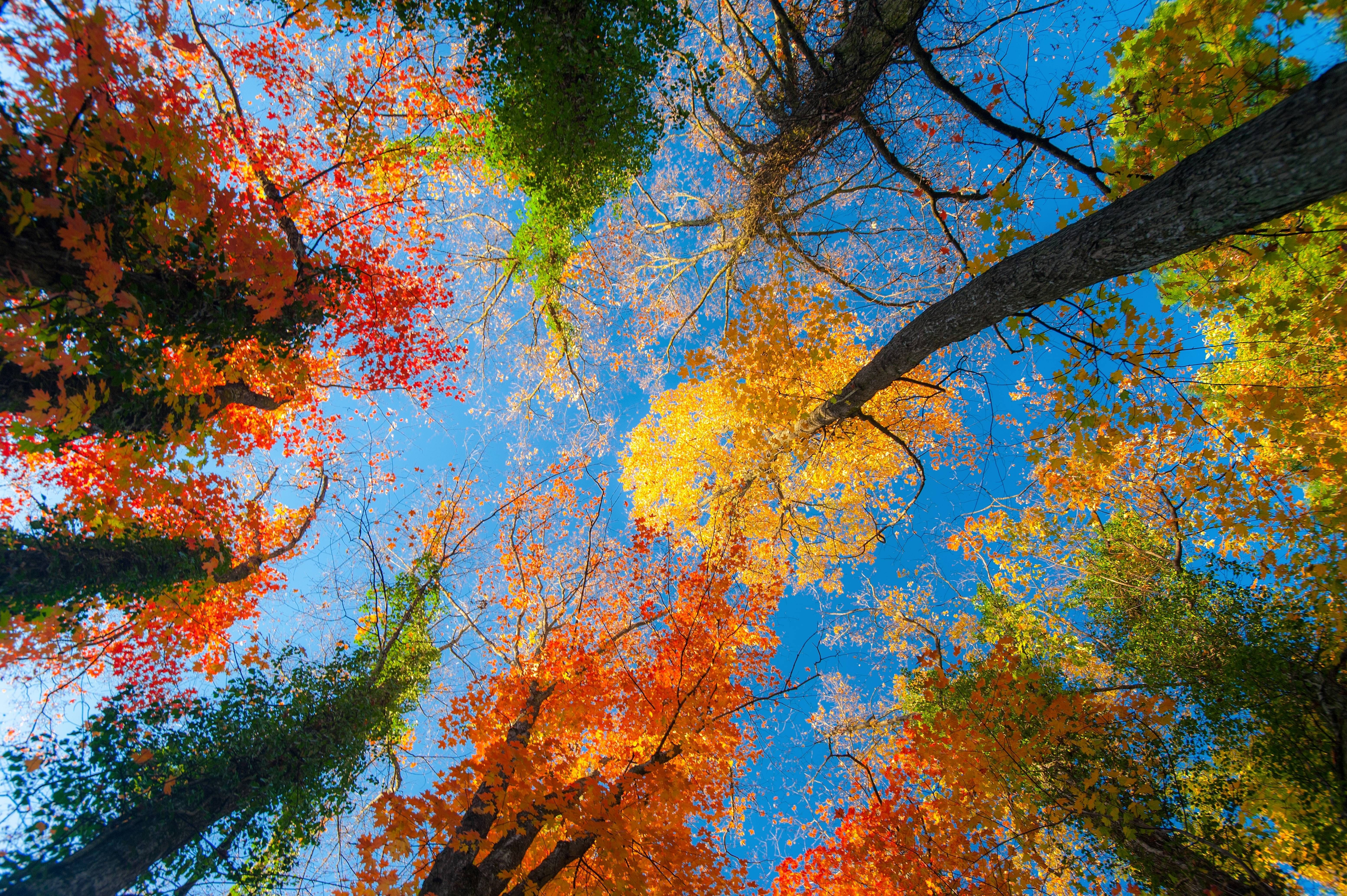 nice First Day Of Autumn In Forest. Autumn trees, Wallpaper background, View wallpaper