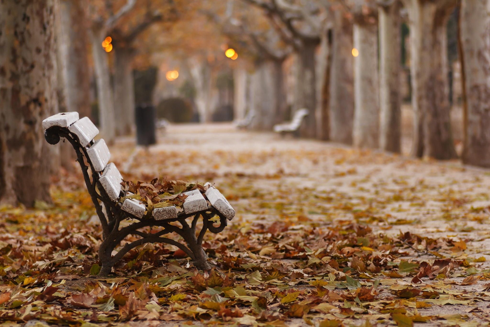Autumn Bench : wallpapers