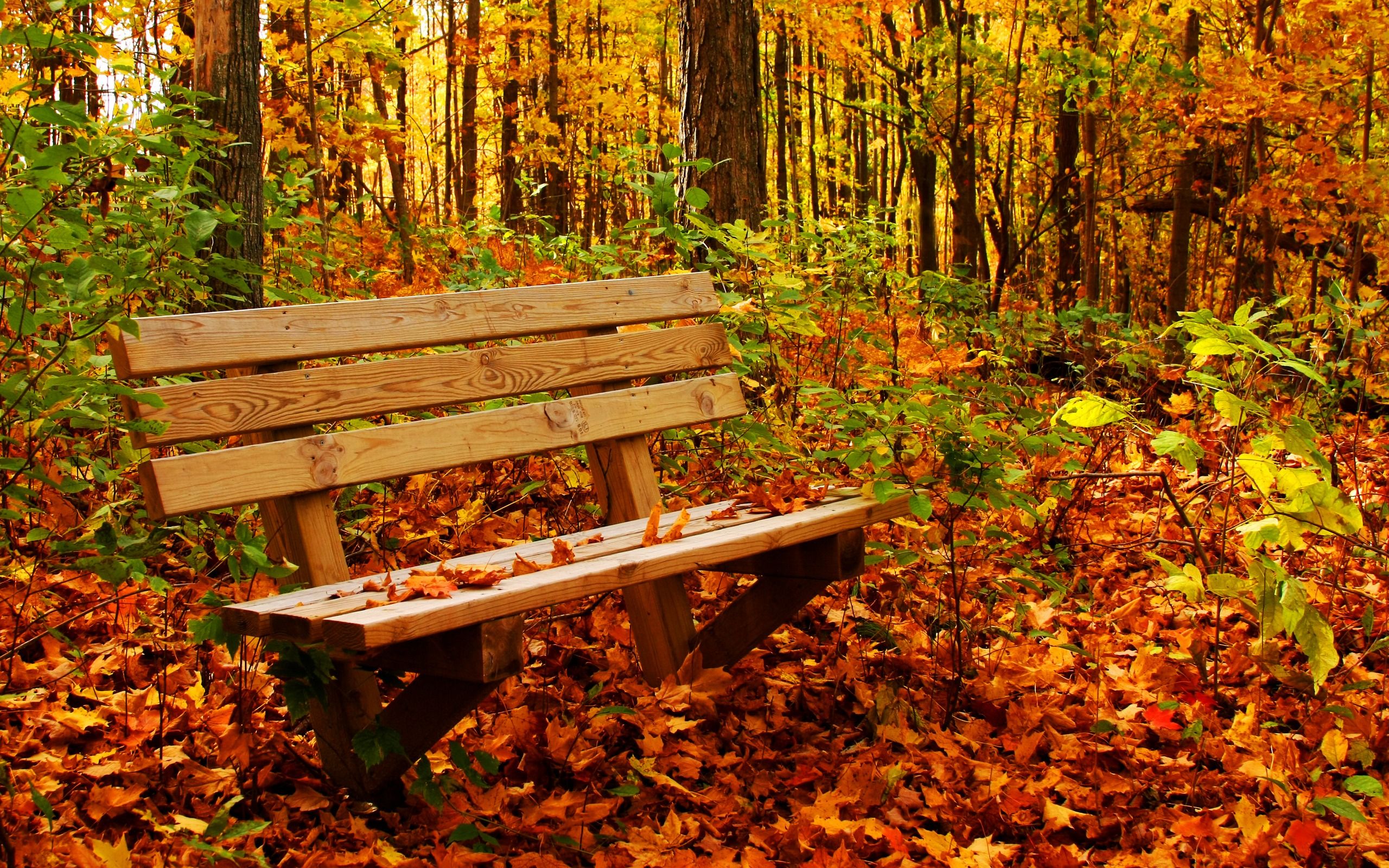 Autumn Bench Wallpaper 44426 2560x1600px